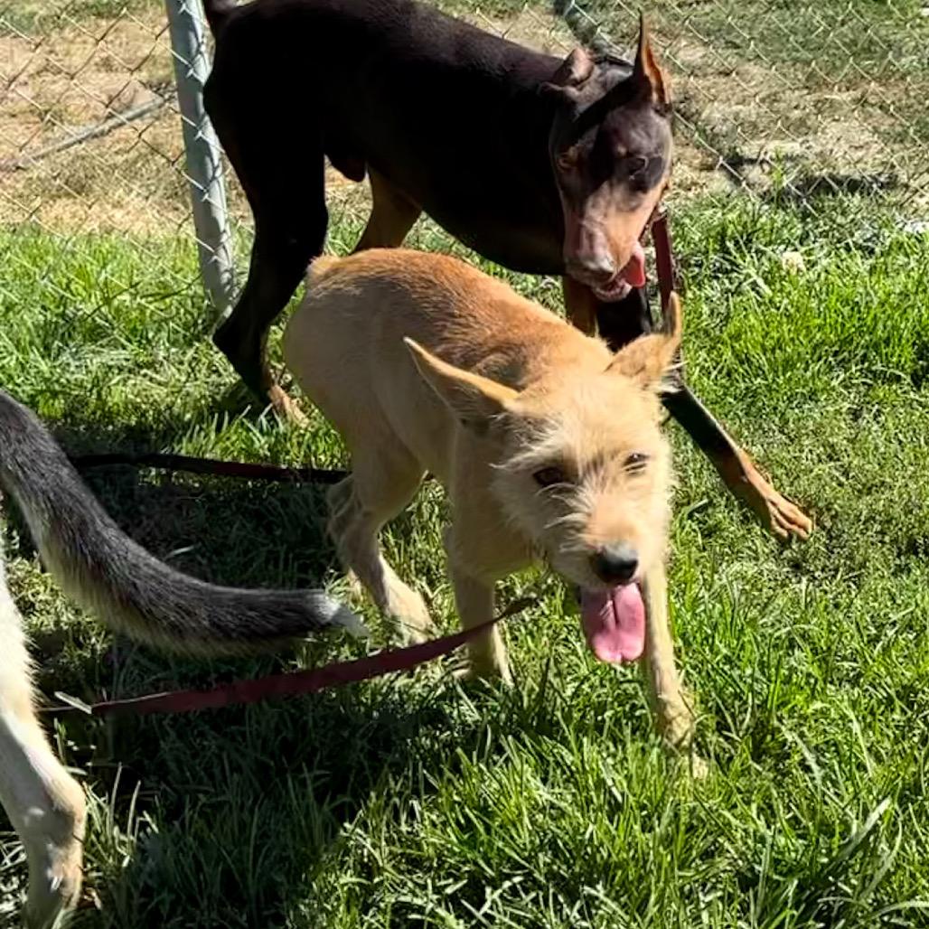 Enlarge Stoki, a Adoptable mixed breed in San Jacinto, CA image 2/6