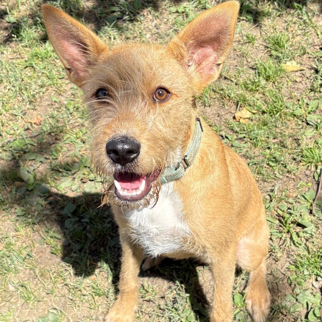 Enlarge Stoki, a Adoptable mixed breed in San Jacinto, CA image 3/6