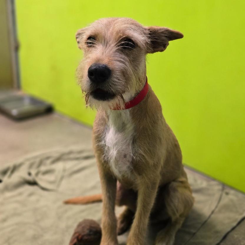 Enlarge Stoki, a Adoptable mixed breed in San Jacinto, CA image 4/6