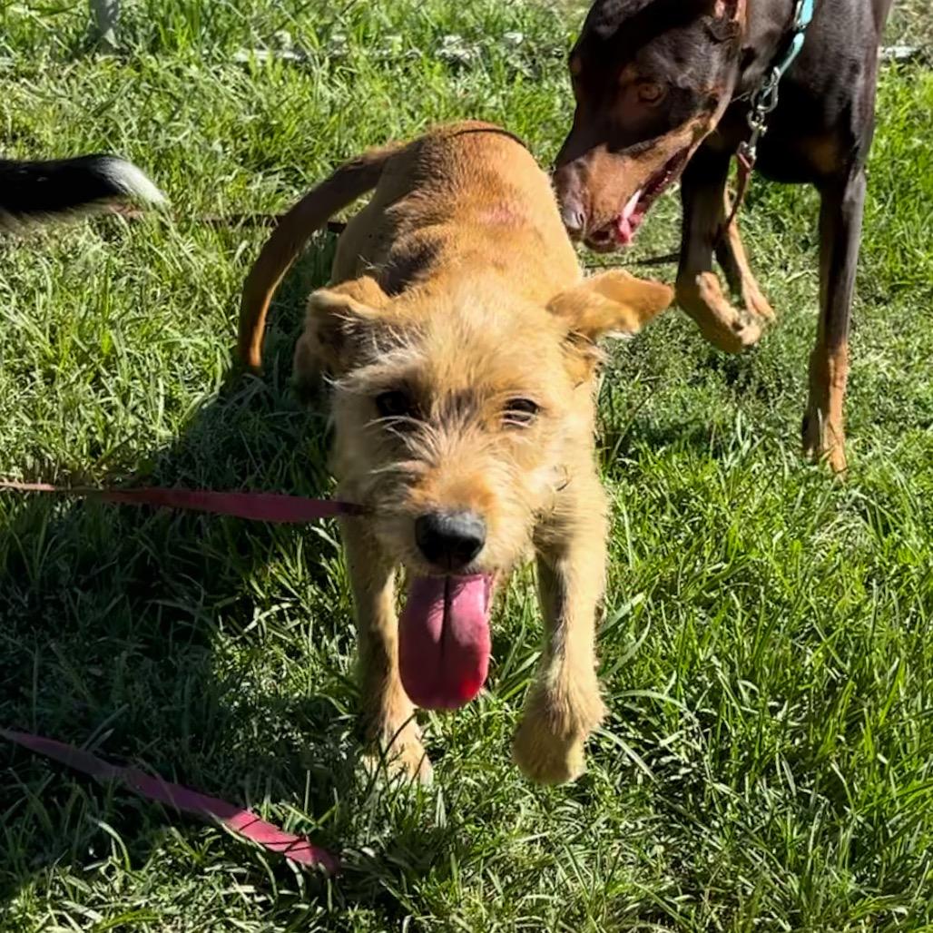 Enlarge Stoki, a Adoptable mixed breed in San Jacinto, CA image 5/6