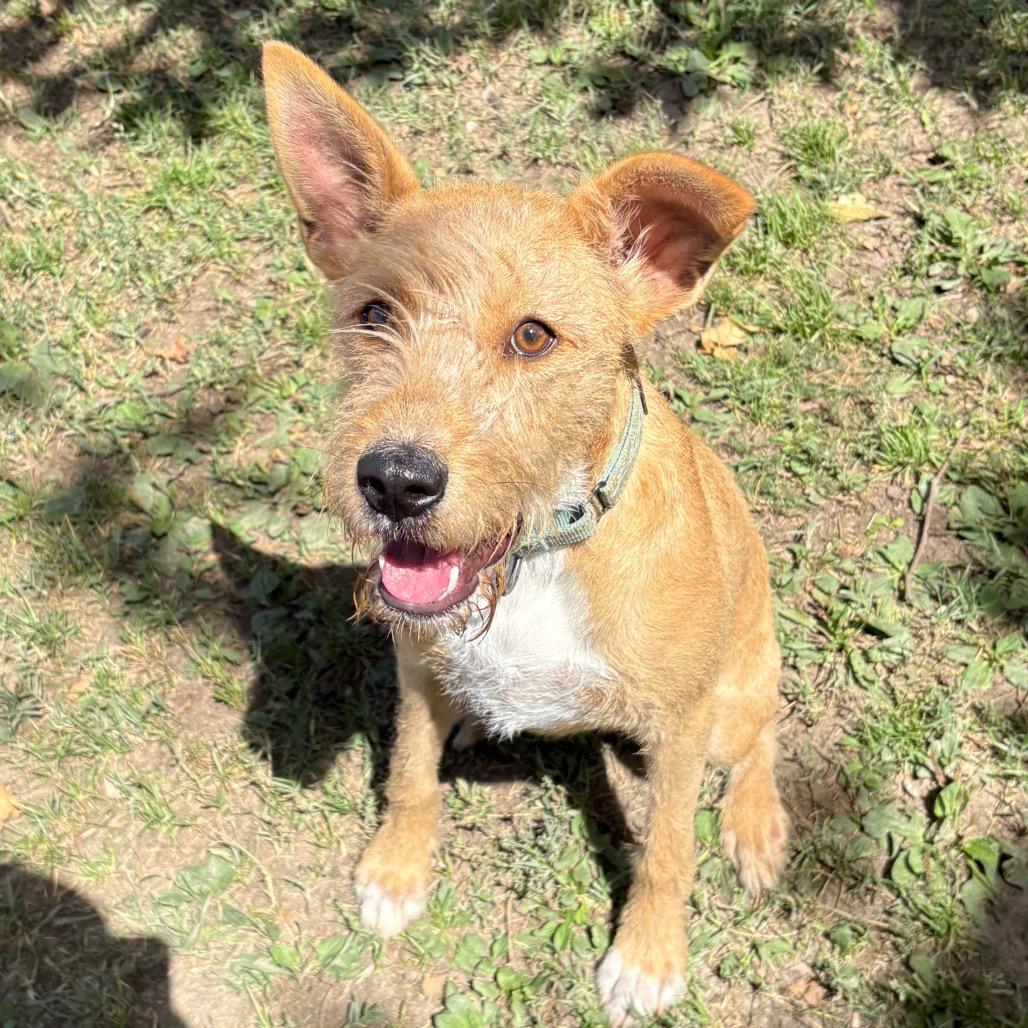 Enlarge Stoki, a Adoptable mixed breed in San Jacinto, CA image 6/6