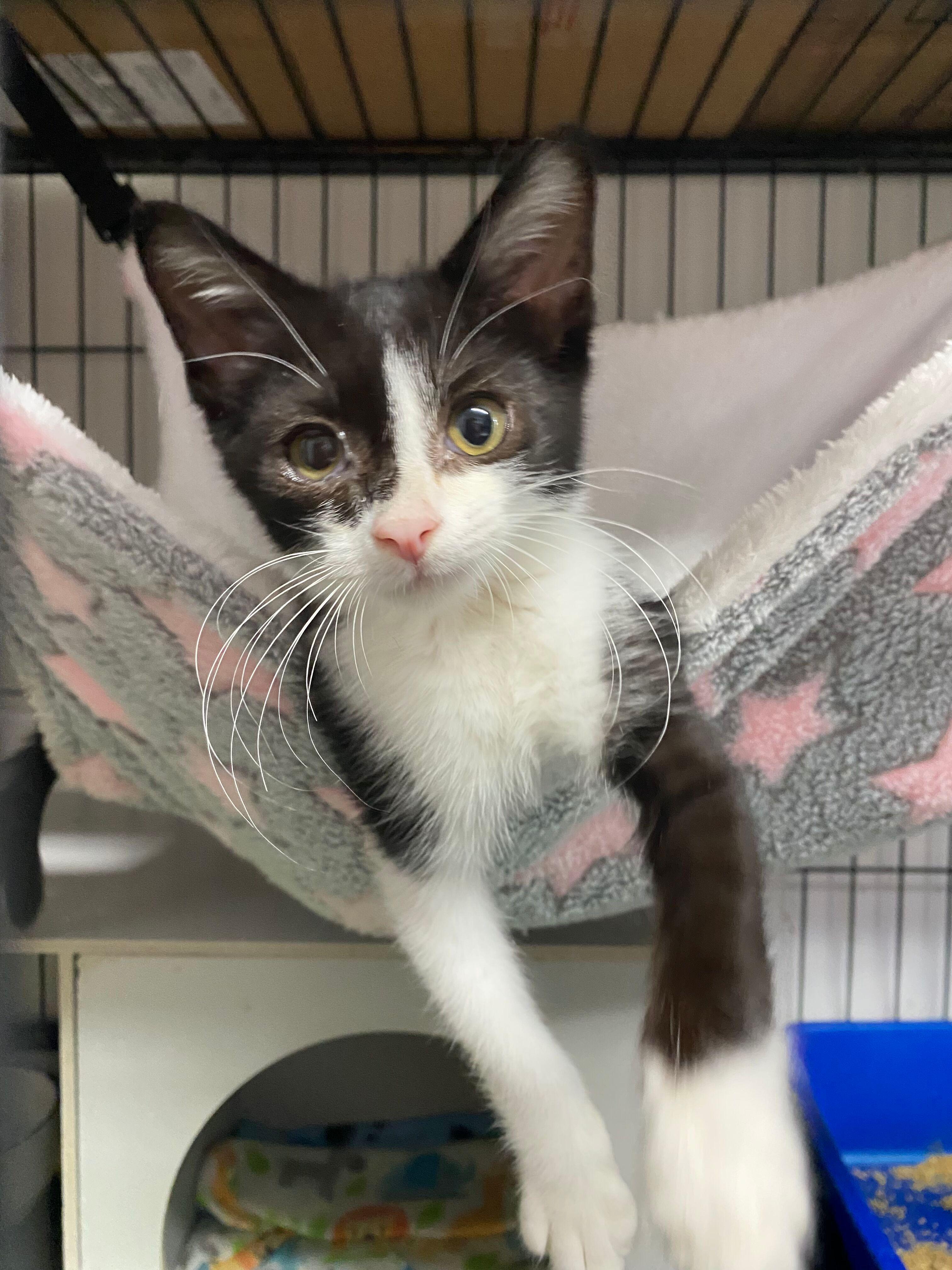 Enlarge LEWIS, an adopted Domestic Short Hair in Peru, IN image 4/6