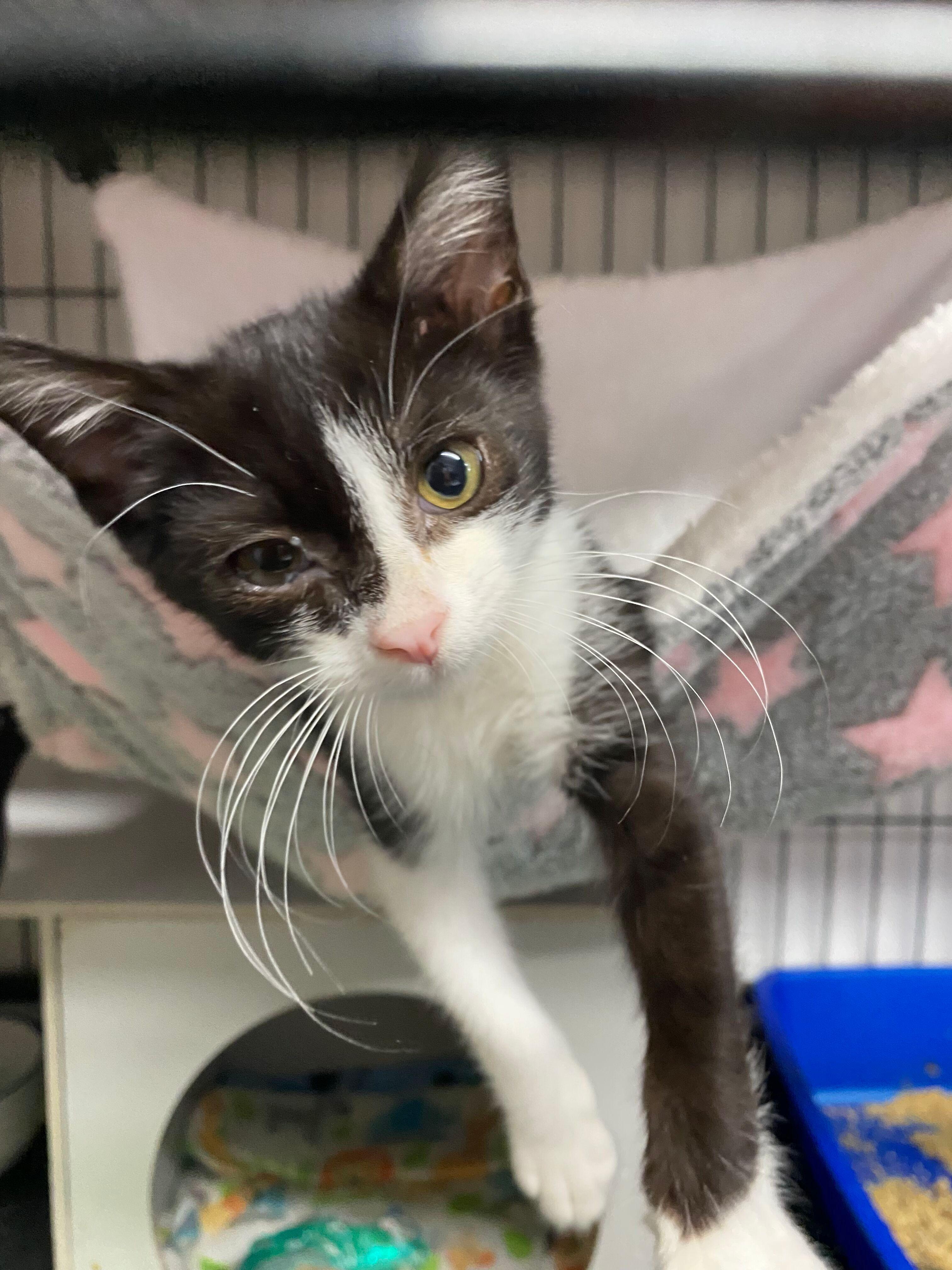 Enlarge LEWIS, an adopted Domestic Short Hair in Peru, IN image 5/6