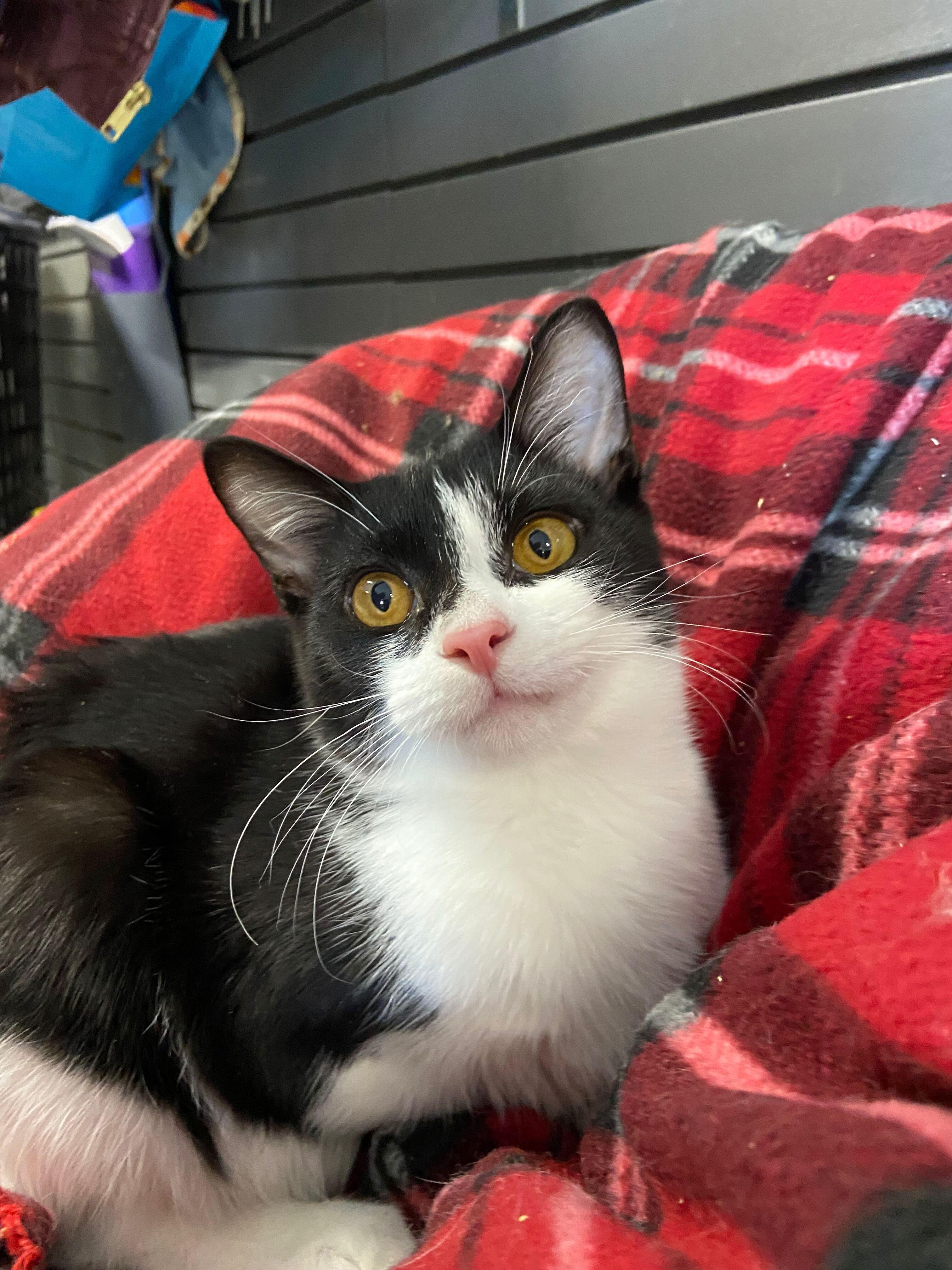 LEWIS, adopted, Young Male Domestic Short Hair.