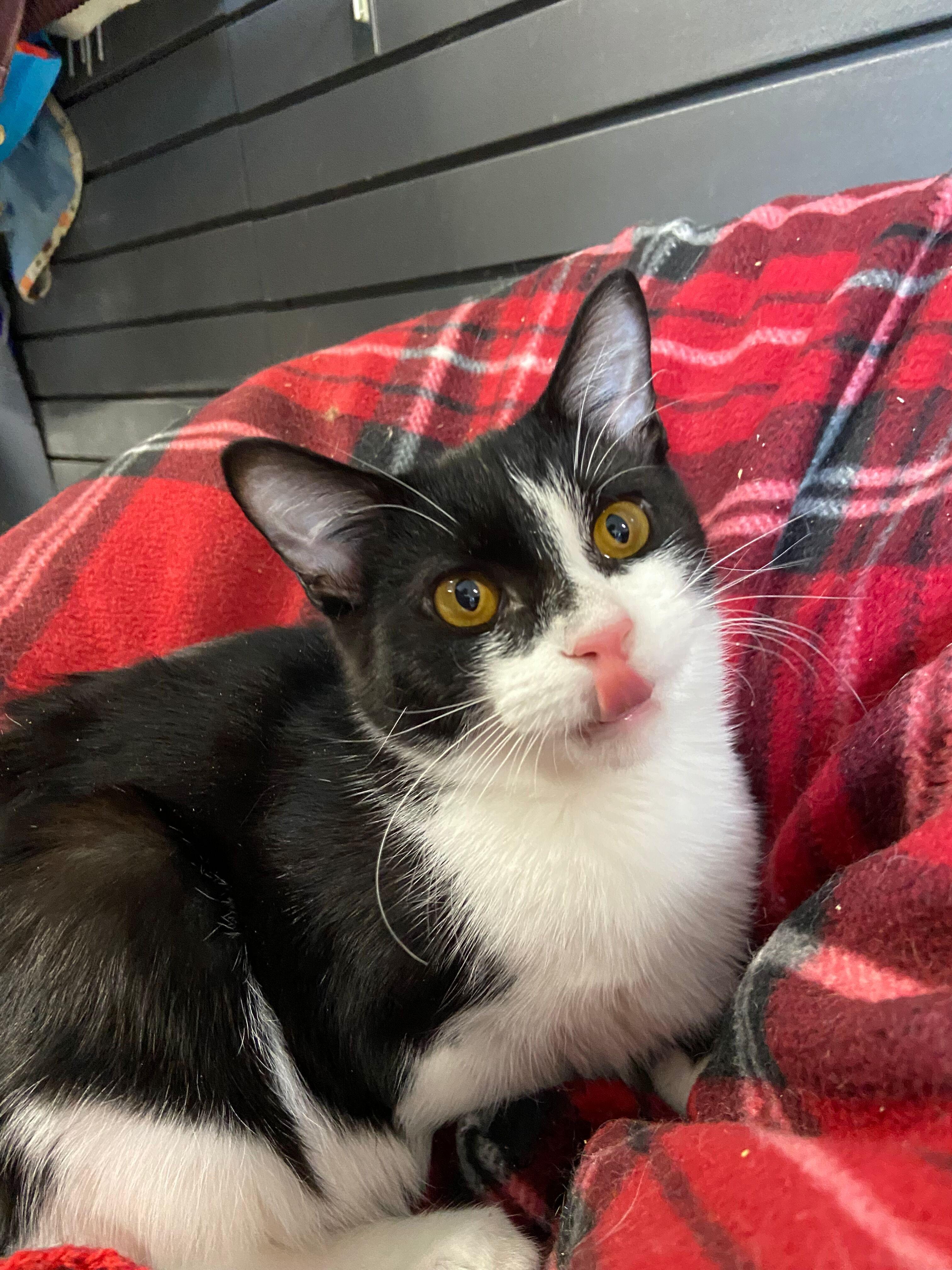 Enlarge LEWIS, an adopted Domestic Short Hair in Peru, IN image 6/6