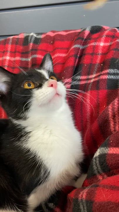 Enlarge LEWIS, an adopted Domestic Short Hair in Peru, IN video 3/6