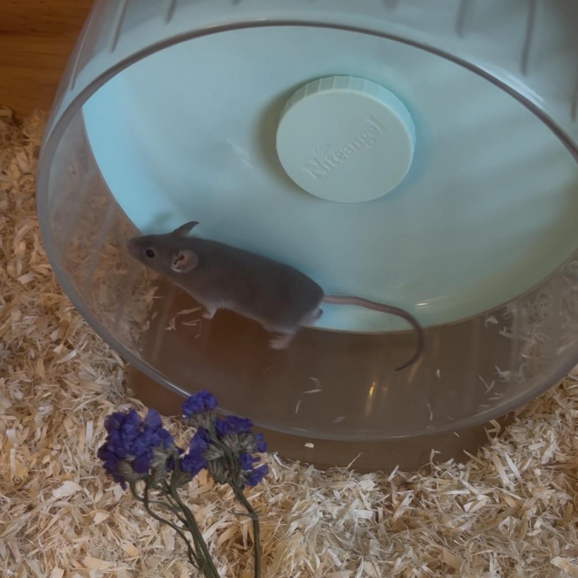 Mars, Adoptable, Senior Male Mouse.