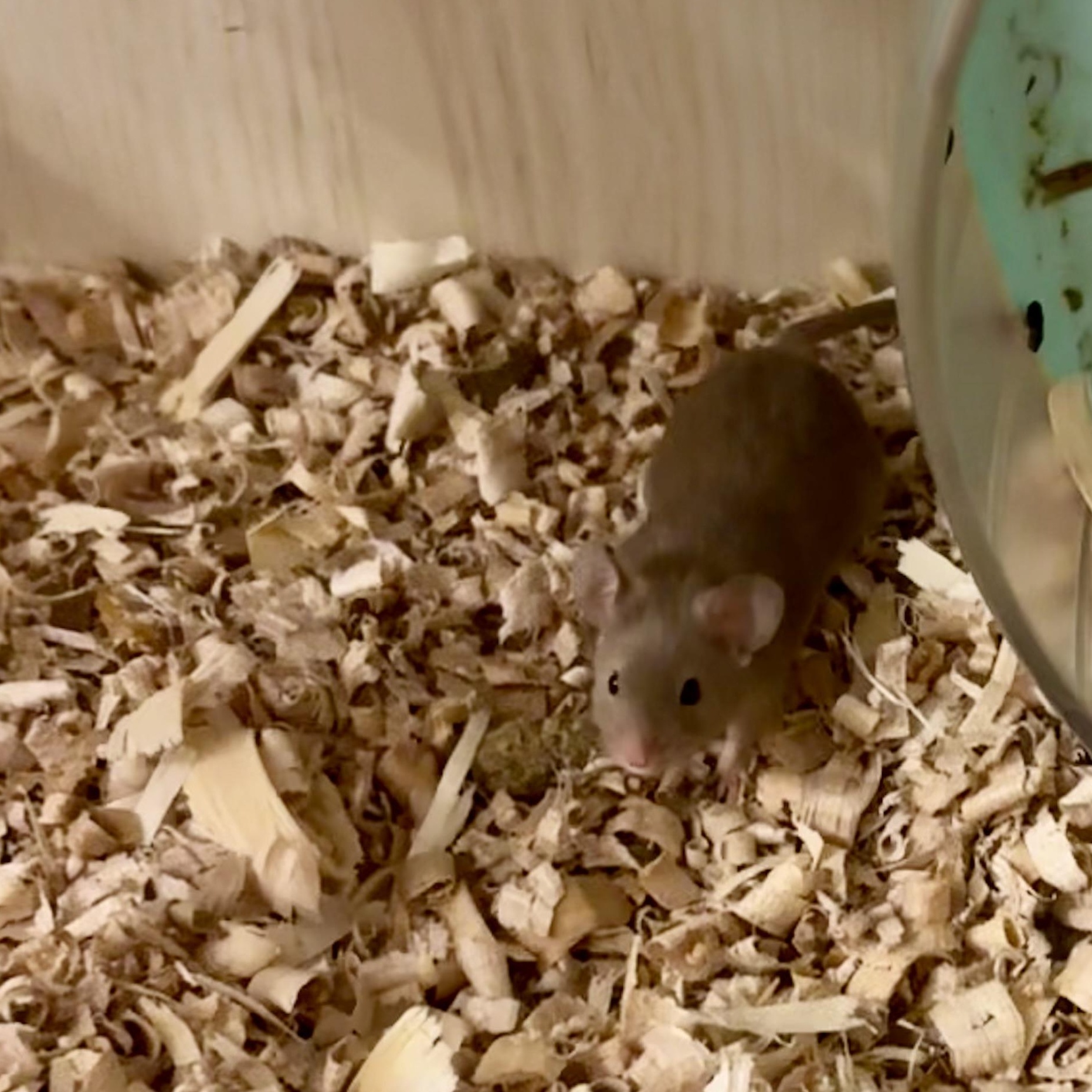 Mars, a ADOPTABLE Mouse in Davis, CA image 1/2