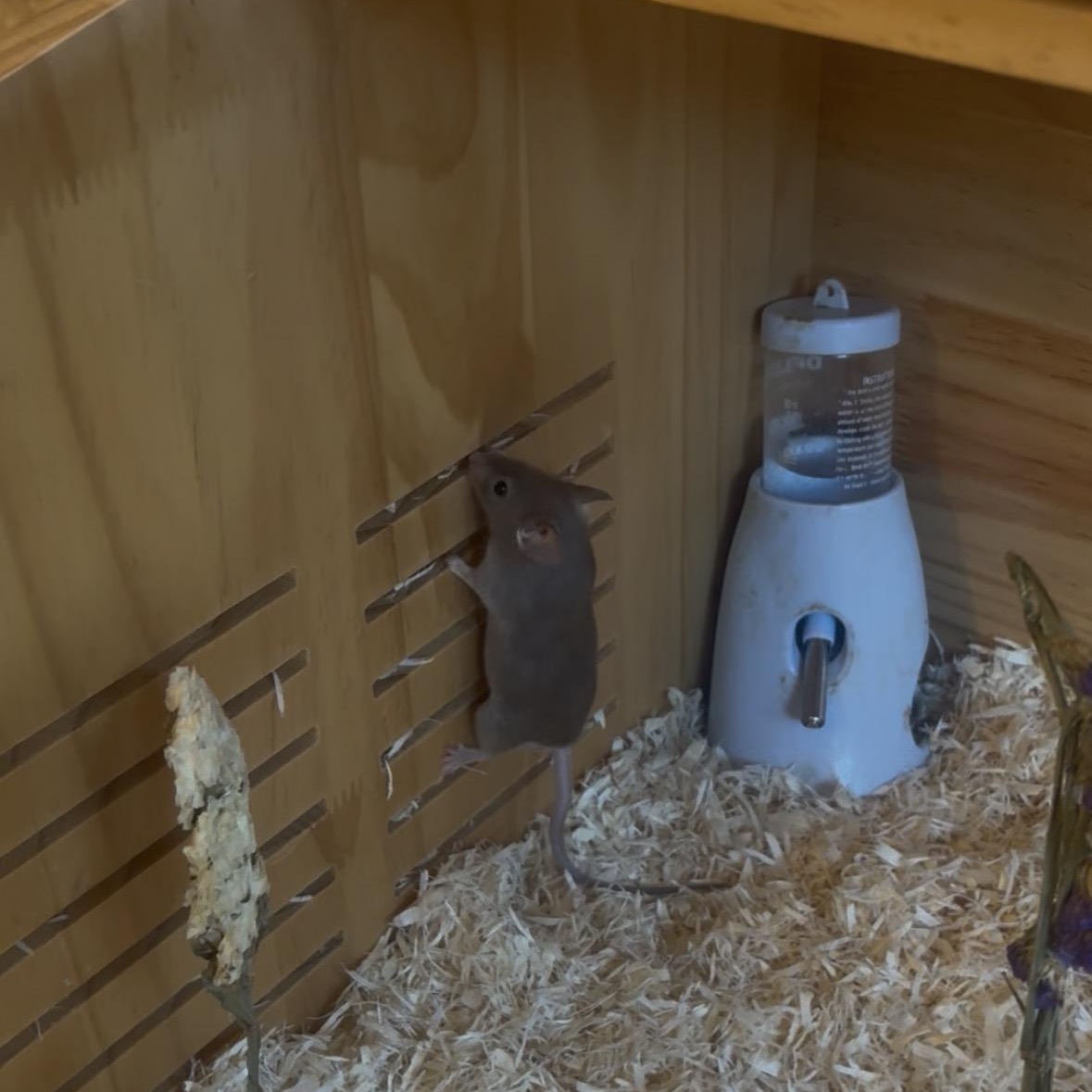 Enlarge Mars, a Adoptable Mouse in Davis, CA image 3/3
