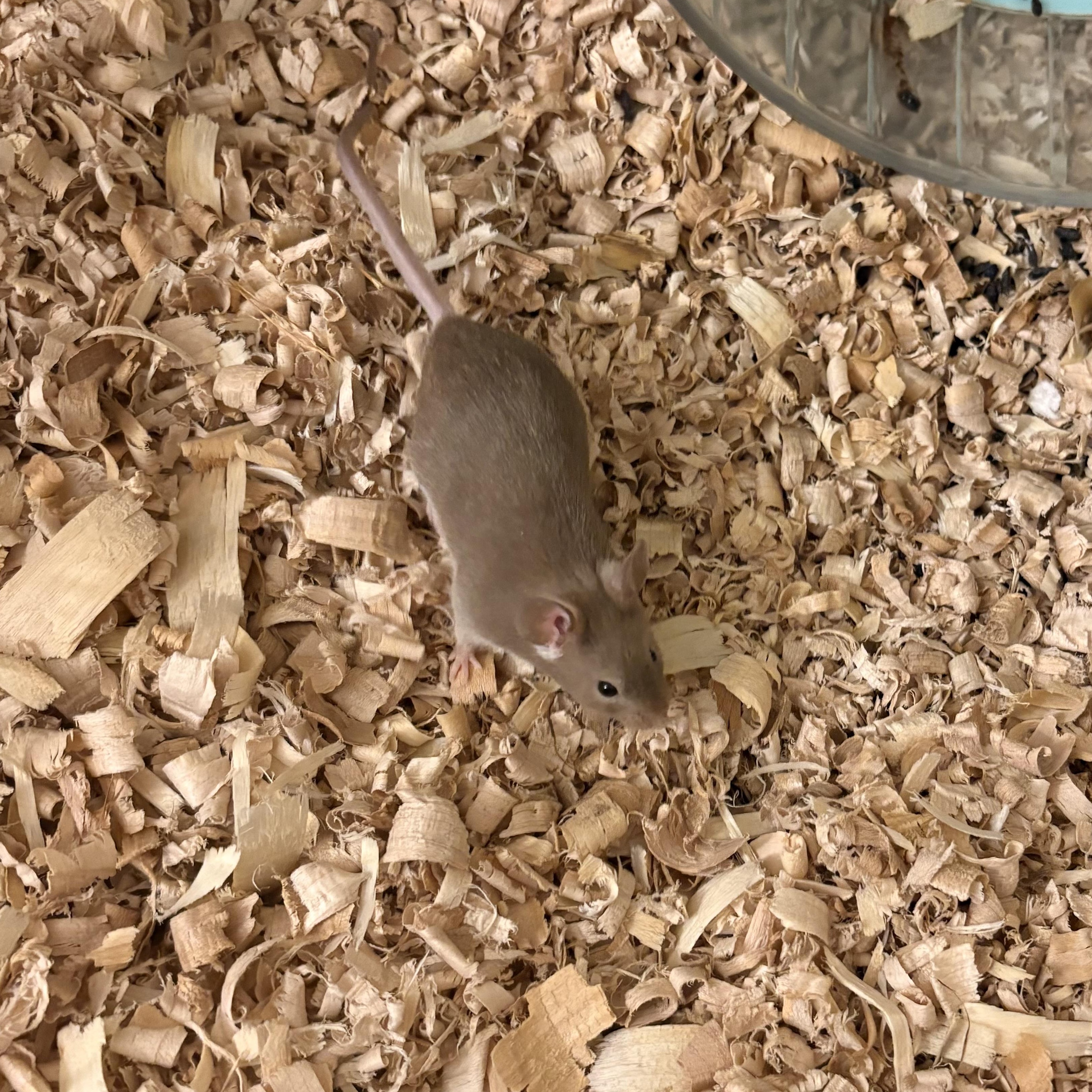 Mars, a ADOPTABLE Mouse in Davis, CA image 2/2