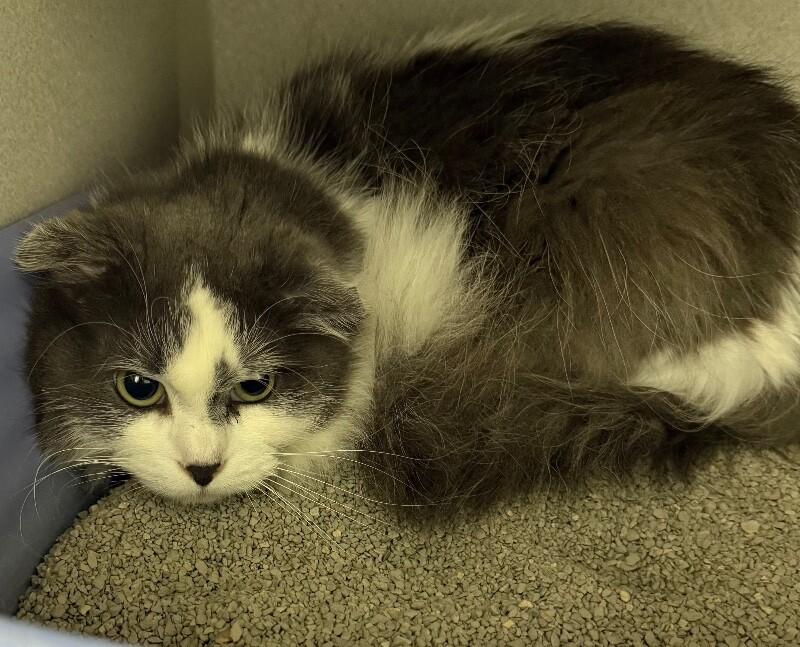 Enlarge Macaw, a Adoptable Domestic Long Hair in Osseo, MI image 1/1