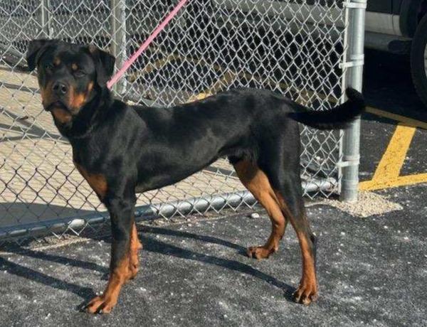 MANNY, ADOPTABLE, Young Male Rottweiler.