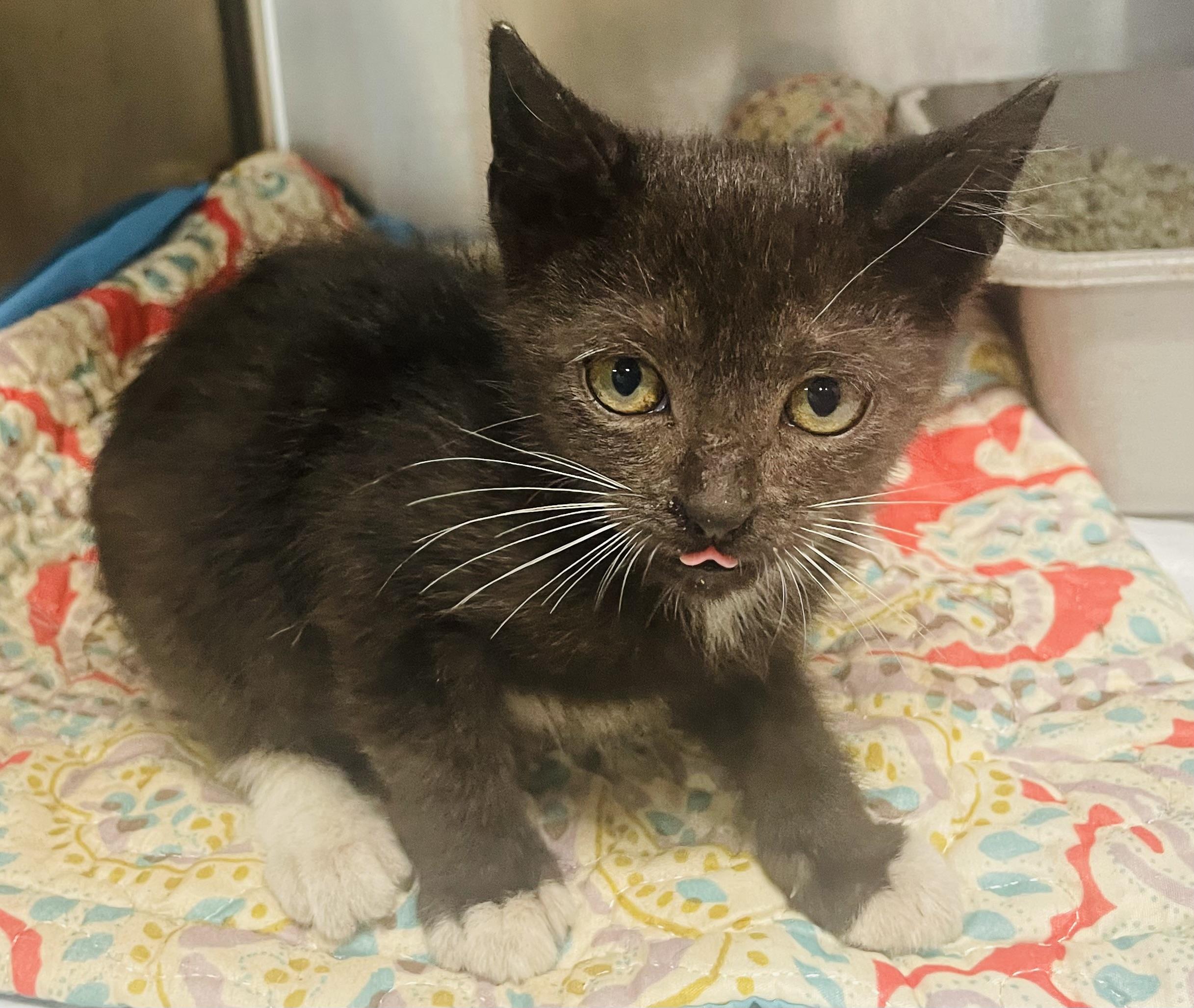 Cleo, a ADOPTABLE mixed breed in Seabrook, TX image 1/4