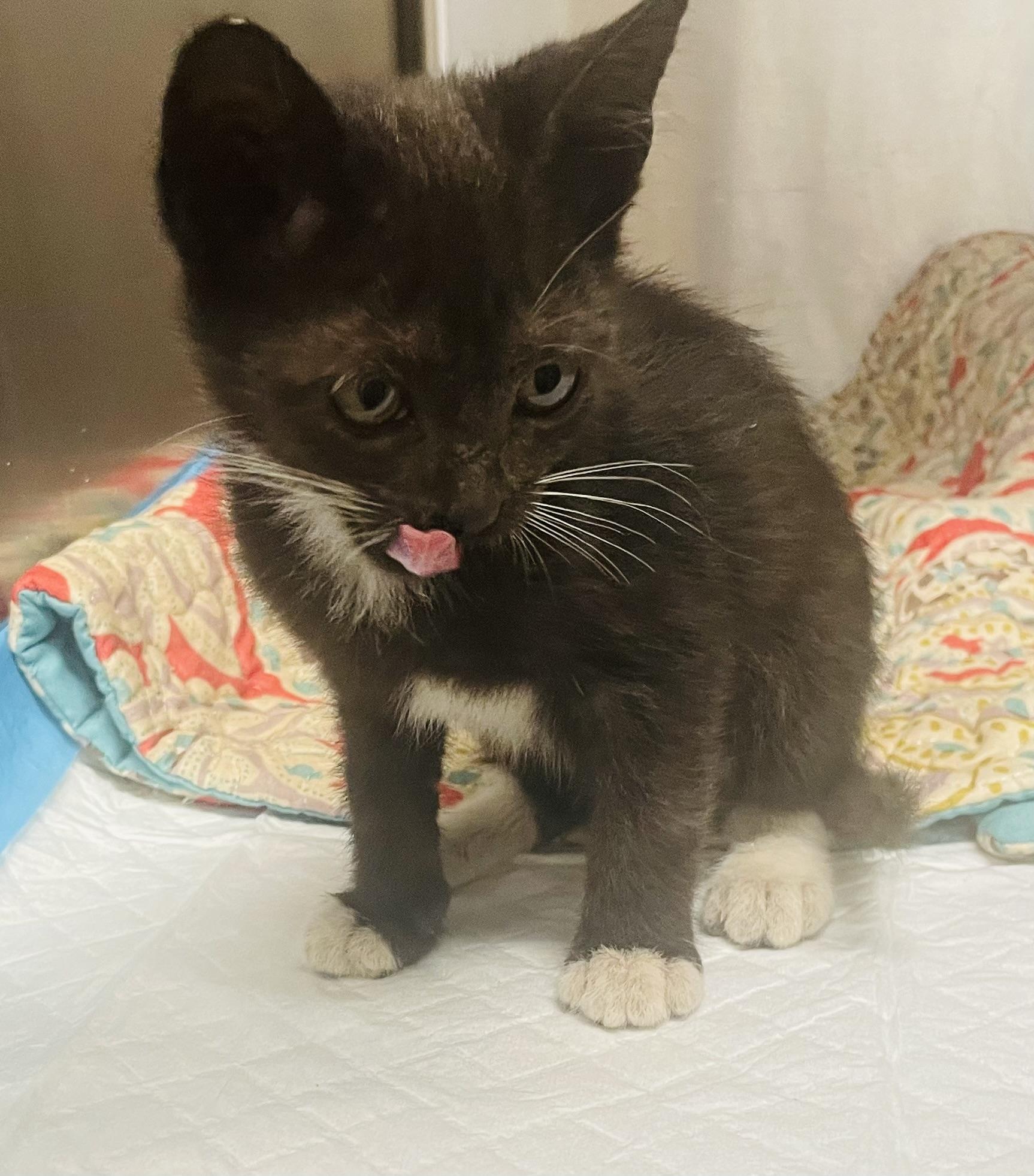 Cleo, a ADOPTABLE mixed breed in Seabrook, TX image 3/4