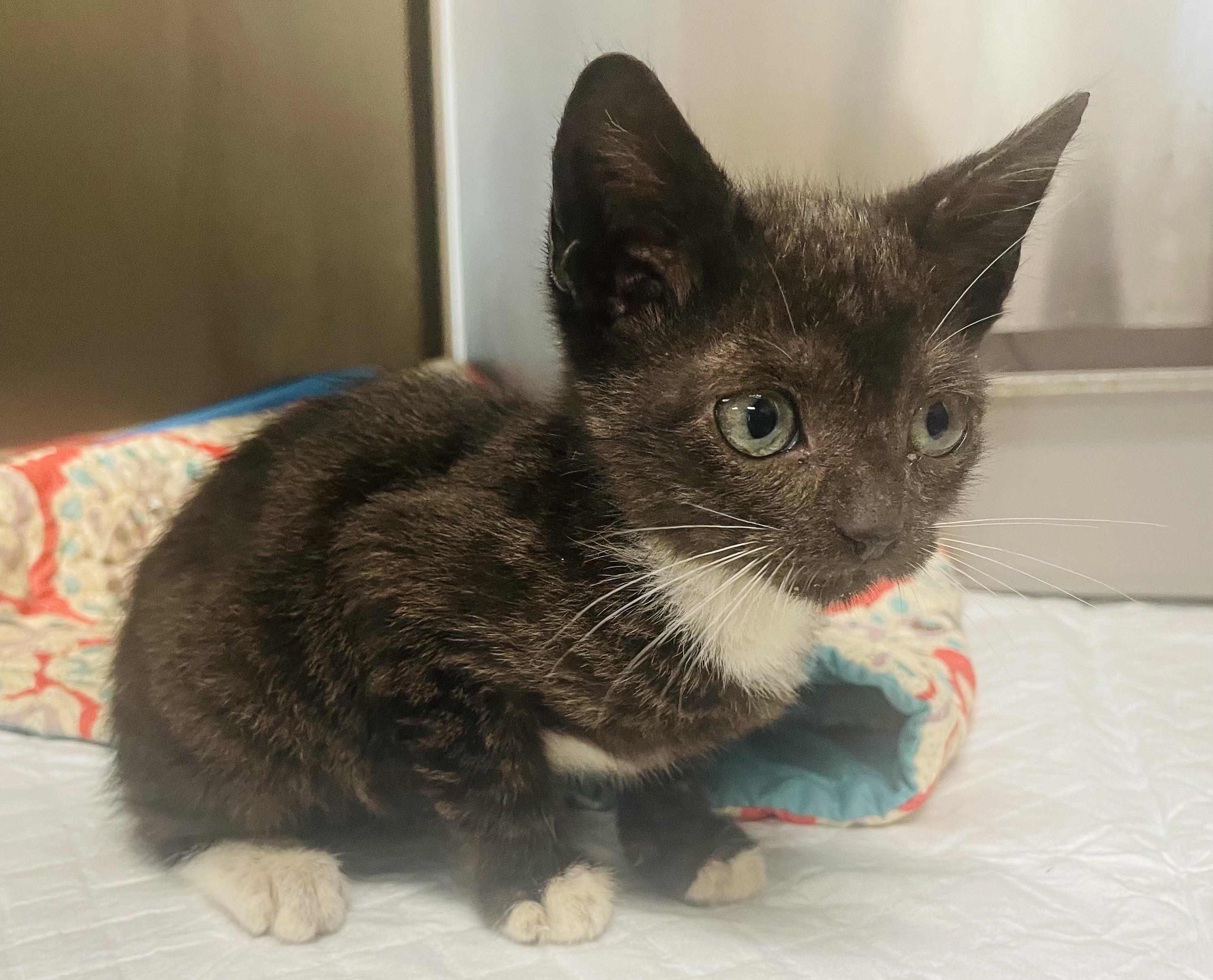 Cleo, a ADOPTABLE mixed breed in Seabrook, TX image 2/4