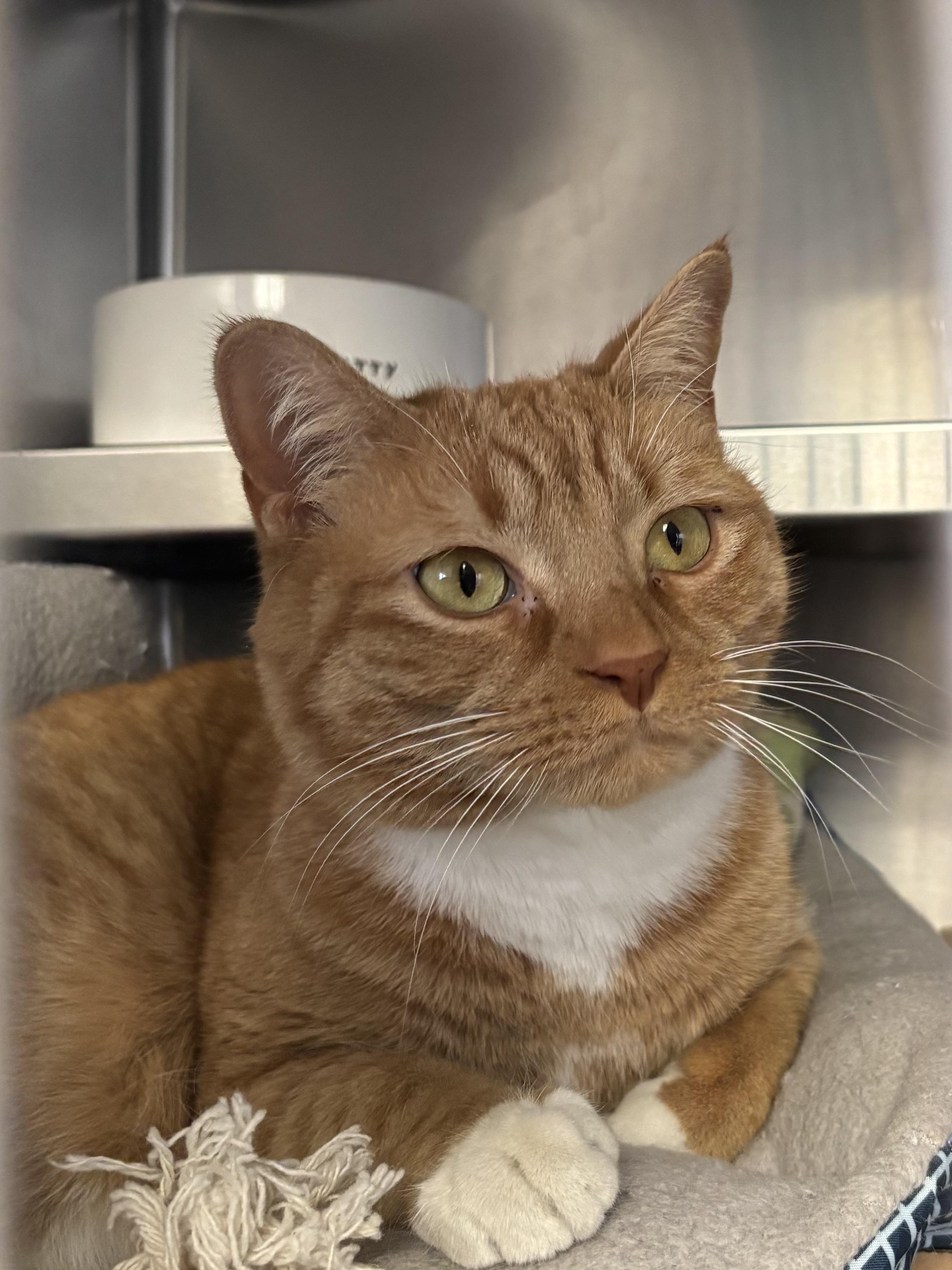 Mr. Cupcake, ADOPTABLE, Adult Male Domestic Short Hair.