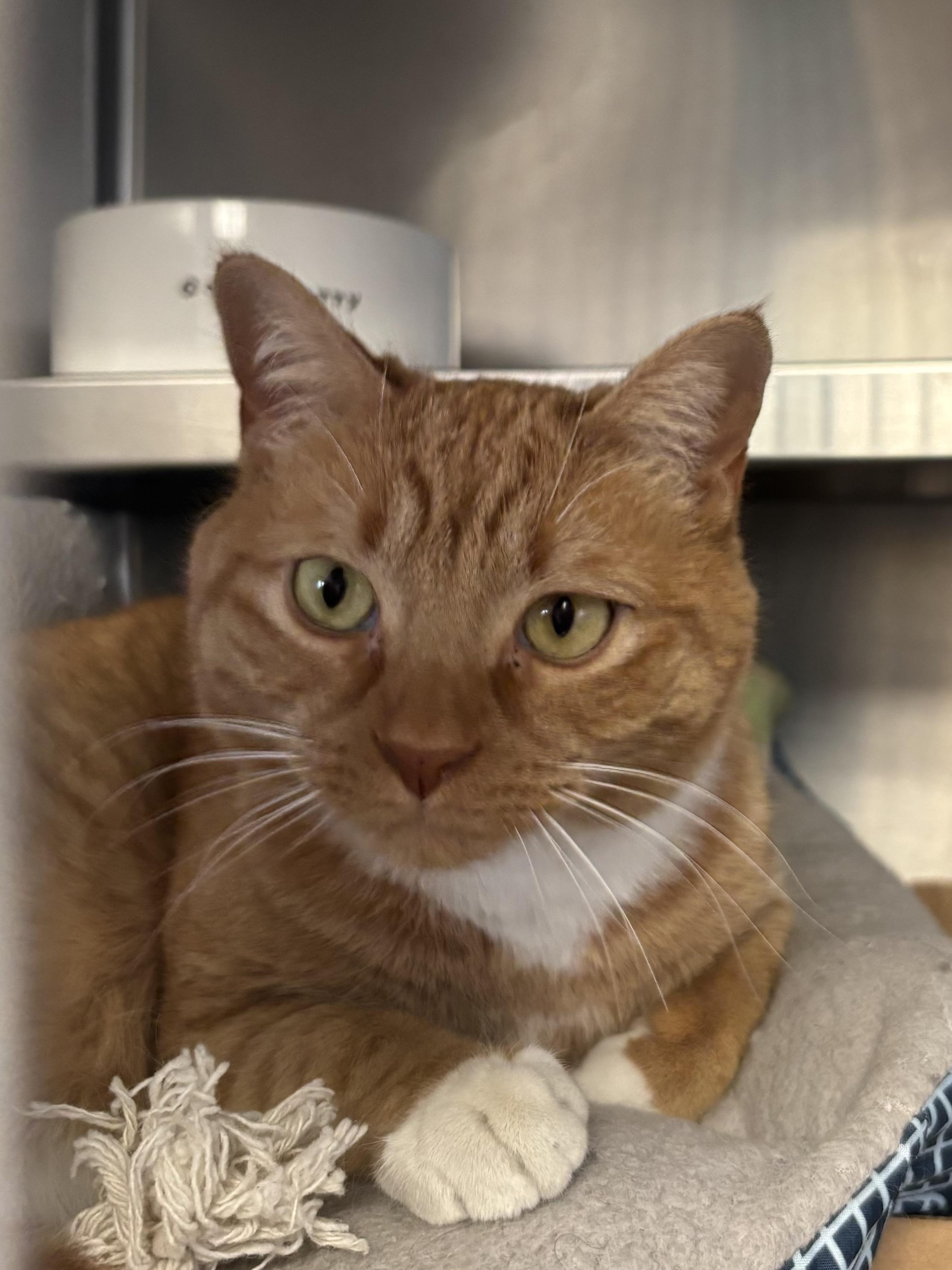 Enlarge Mr. Cupcake, an adopted Domestic Short Hair in Manchester, NH image 3/5