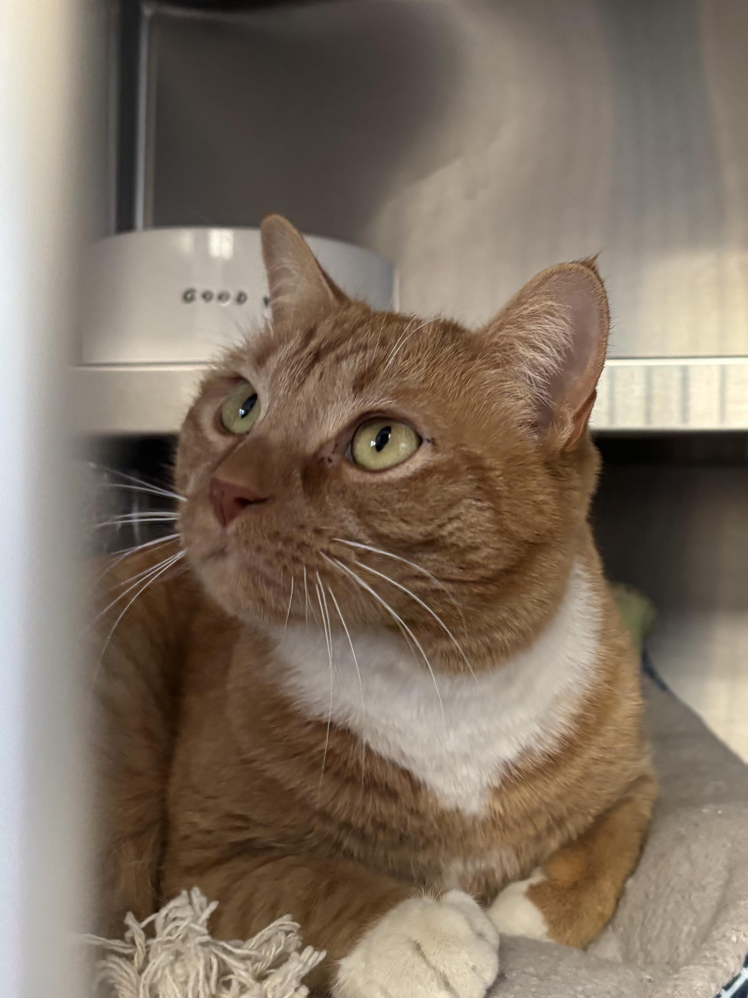 Enlarge Mr. Cupcake, an adopted Domestic Short Hair in Manchester, NH image 5/5