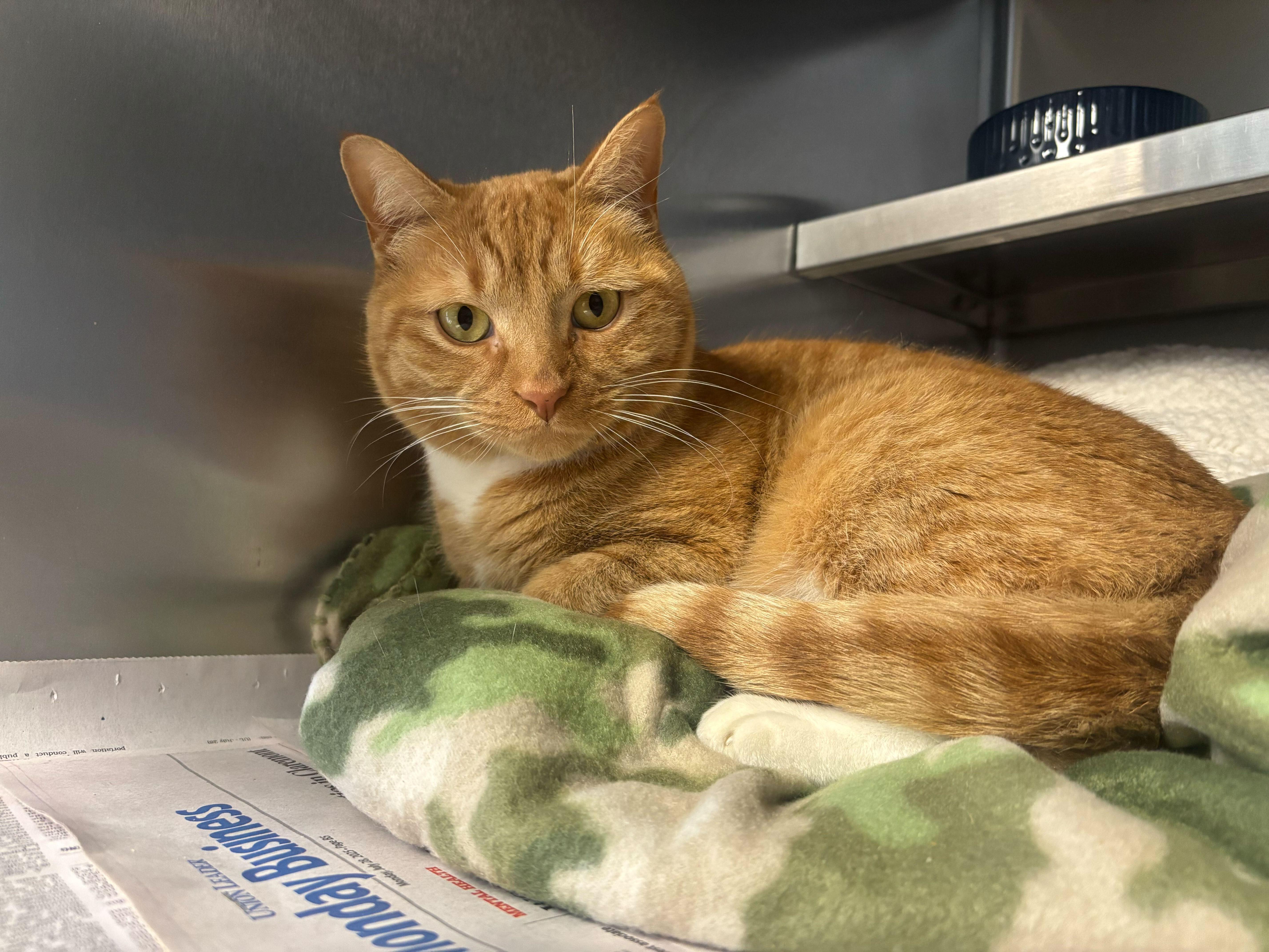 Enlarge Mr. Cupcake, an adopted Domestic Short Hair in Manchester, NH image 2/5