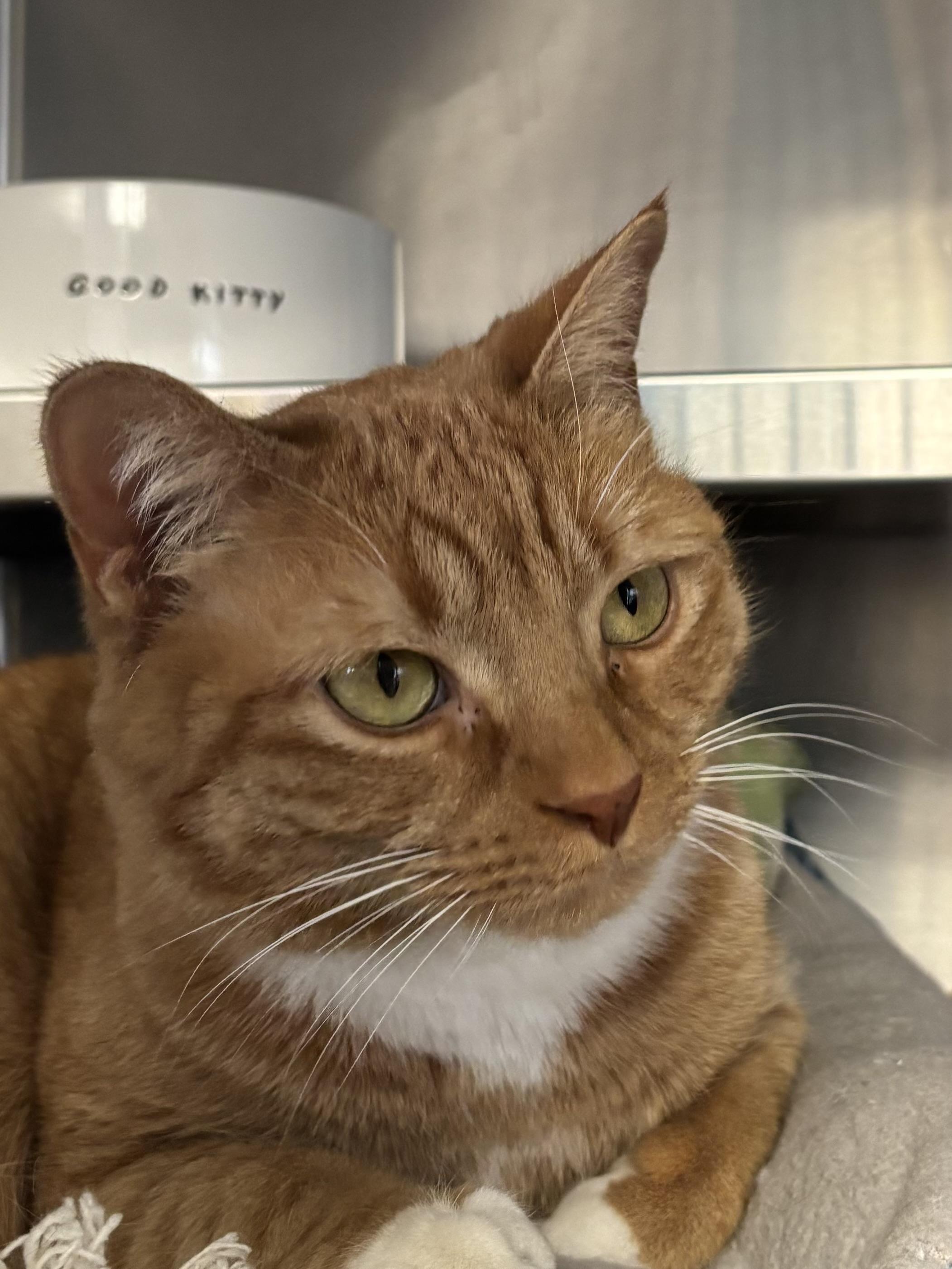 Enlarge Mr. Cupcake, an adopted Domestic Short Hair in Manchester, NH image 4/5