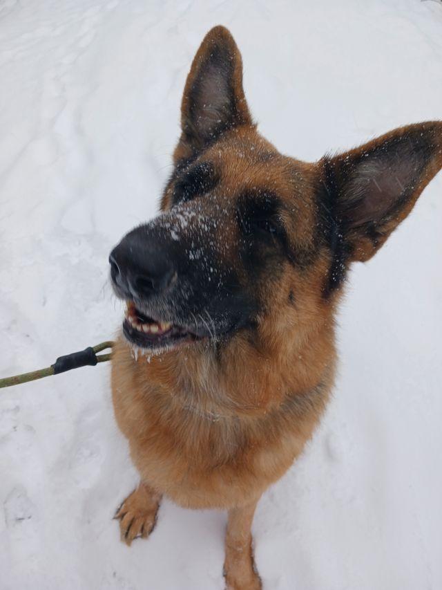 Enlarge Paddy, an adopted German Shepherd Dog in Greeneville, TN image 4/6