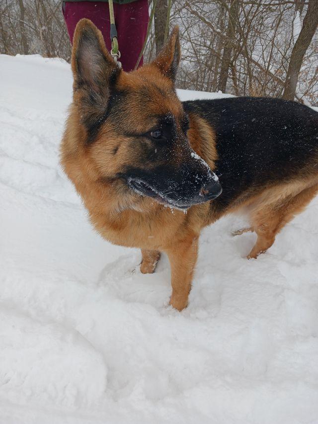 Enlarge Paddy, an adopted German Shepherd Dog in Greeneville, TN image 5/6