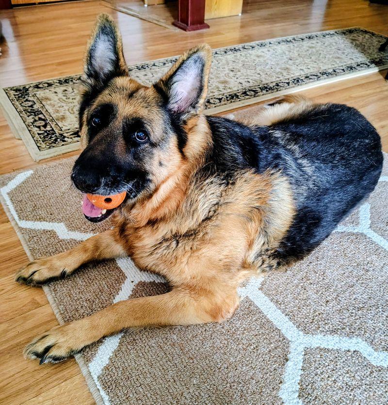 Paddy, adopted, Adult Male German Shepherd Dog.