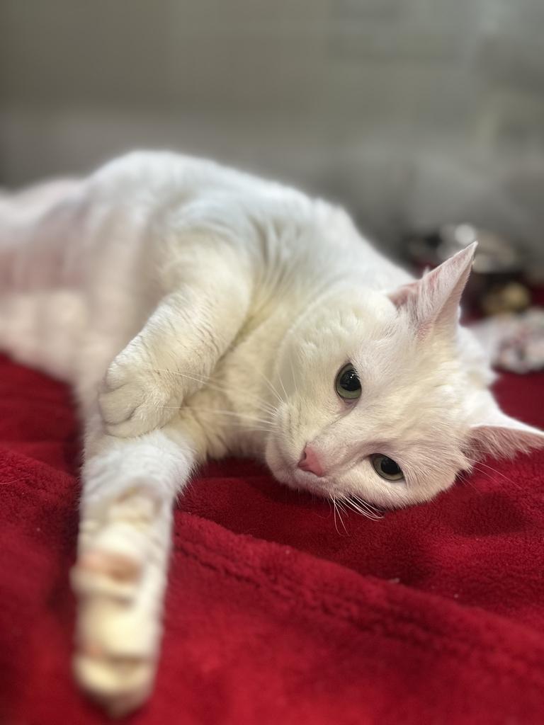 Celcillia, a ADOPTABLE Domestic Short Hair in Jackson, MI image 3/3