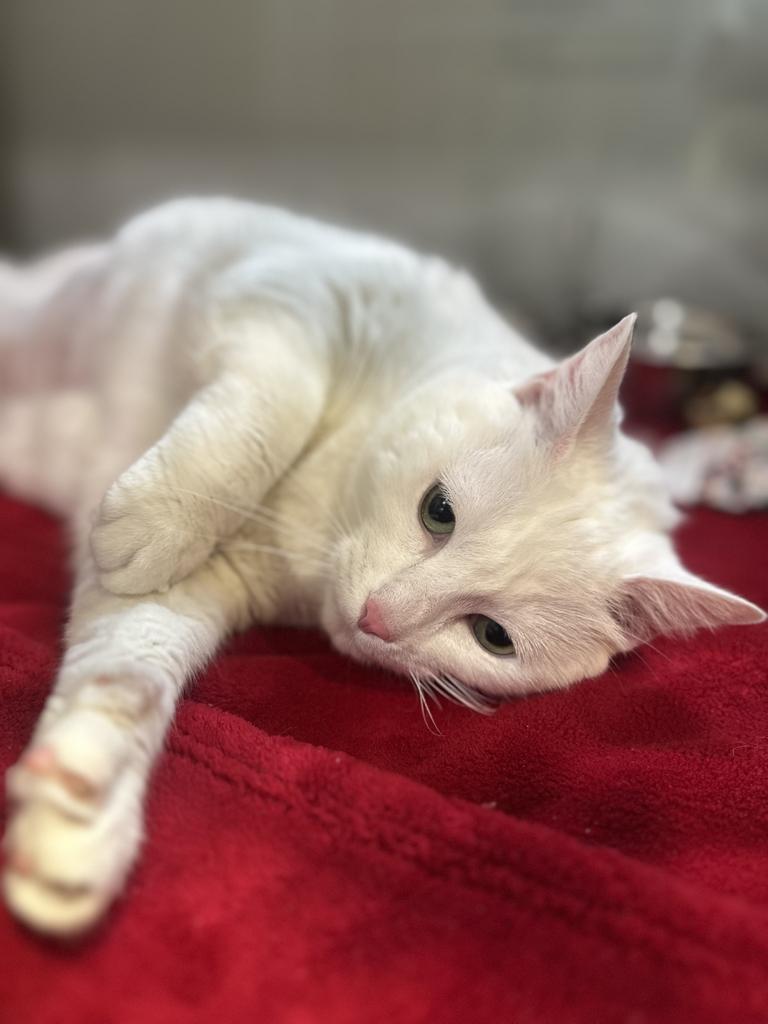 Celcillia, a ADOPTABLE Domestic Short Hair in Jackson, MI image 2/3