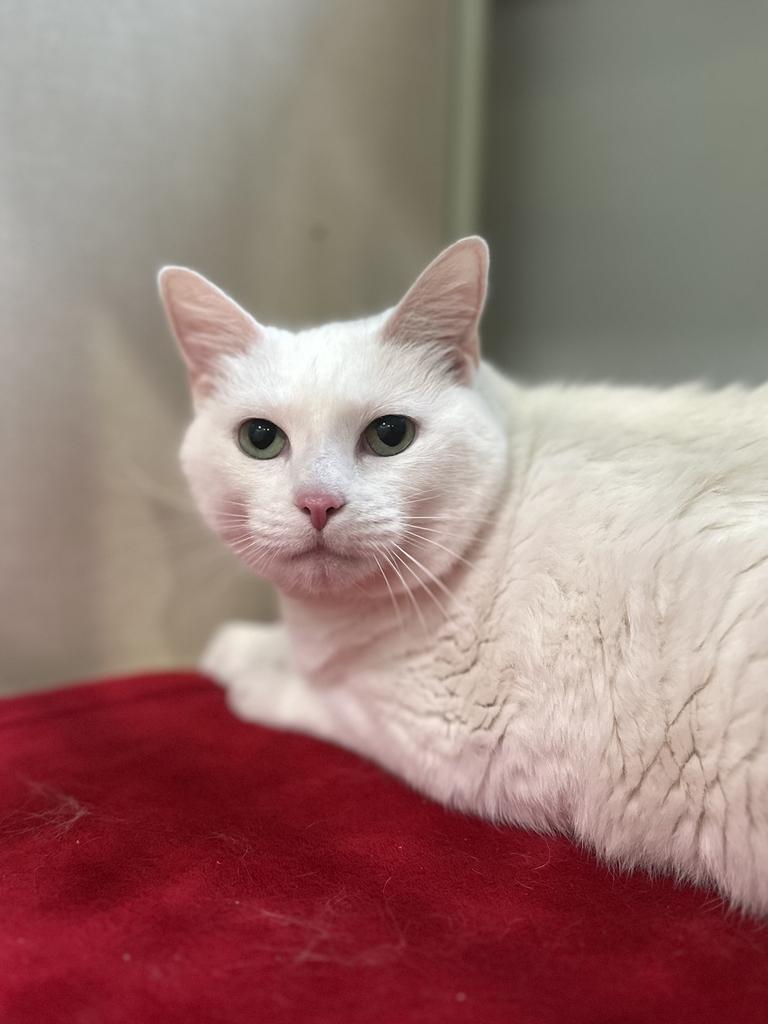 Celcillia, a ADOPTABLE Domestic Short Hair in Jackson, MI image 1/3