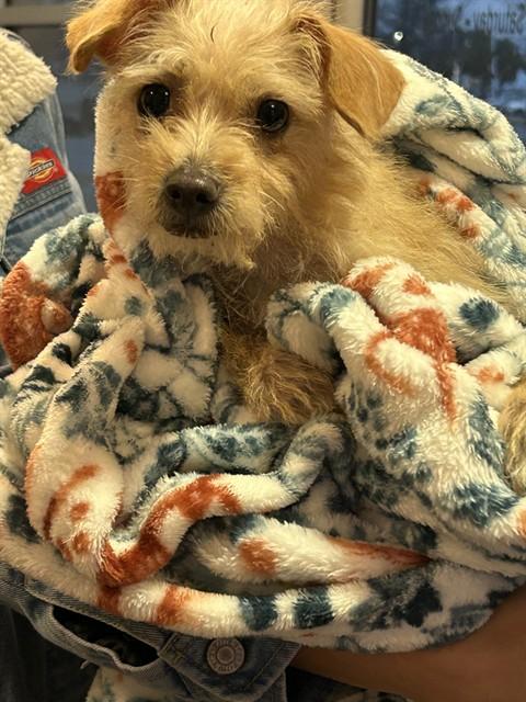 Wendy A215566, adopted, Young Female Chihuahua & Yorkshire Terrier.