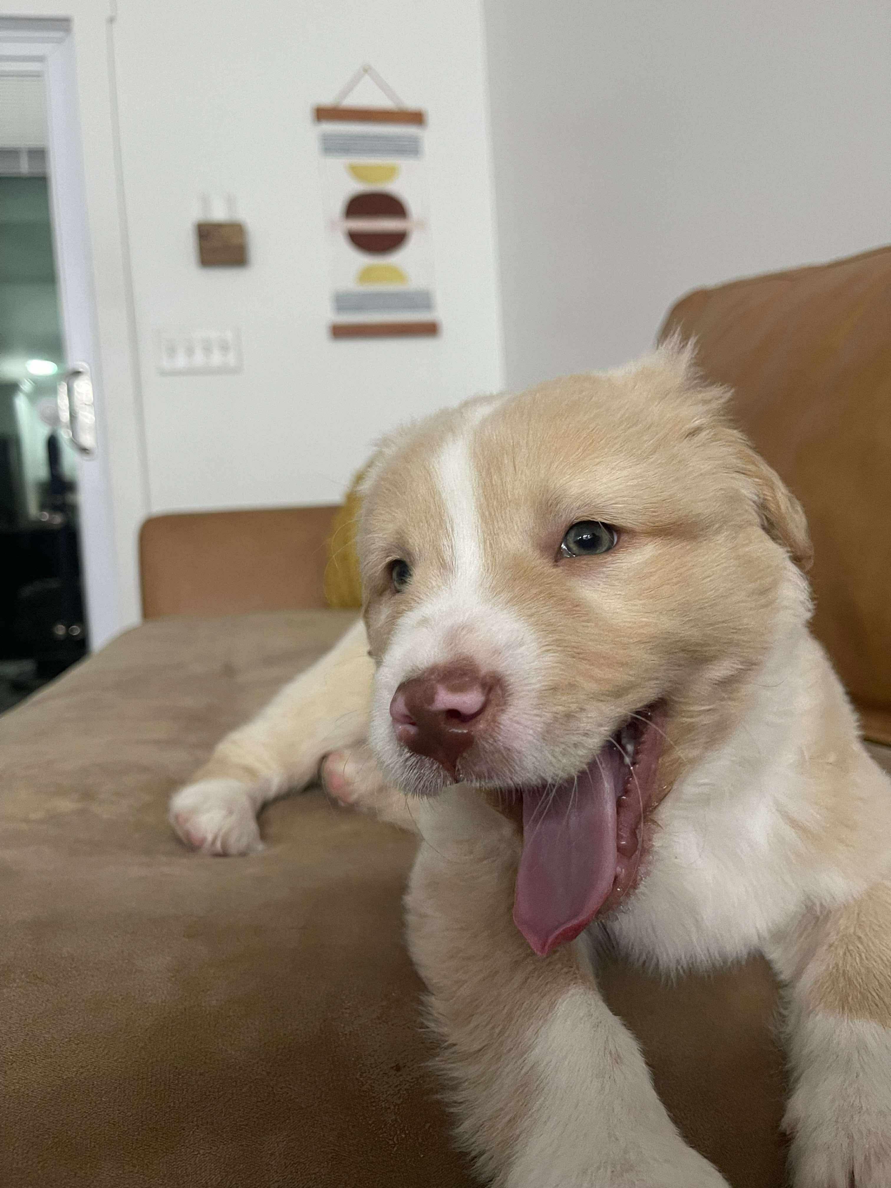 Teddy Ruxpin thumbnail 3