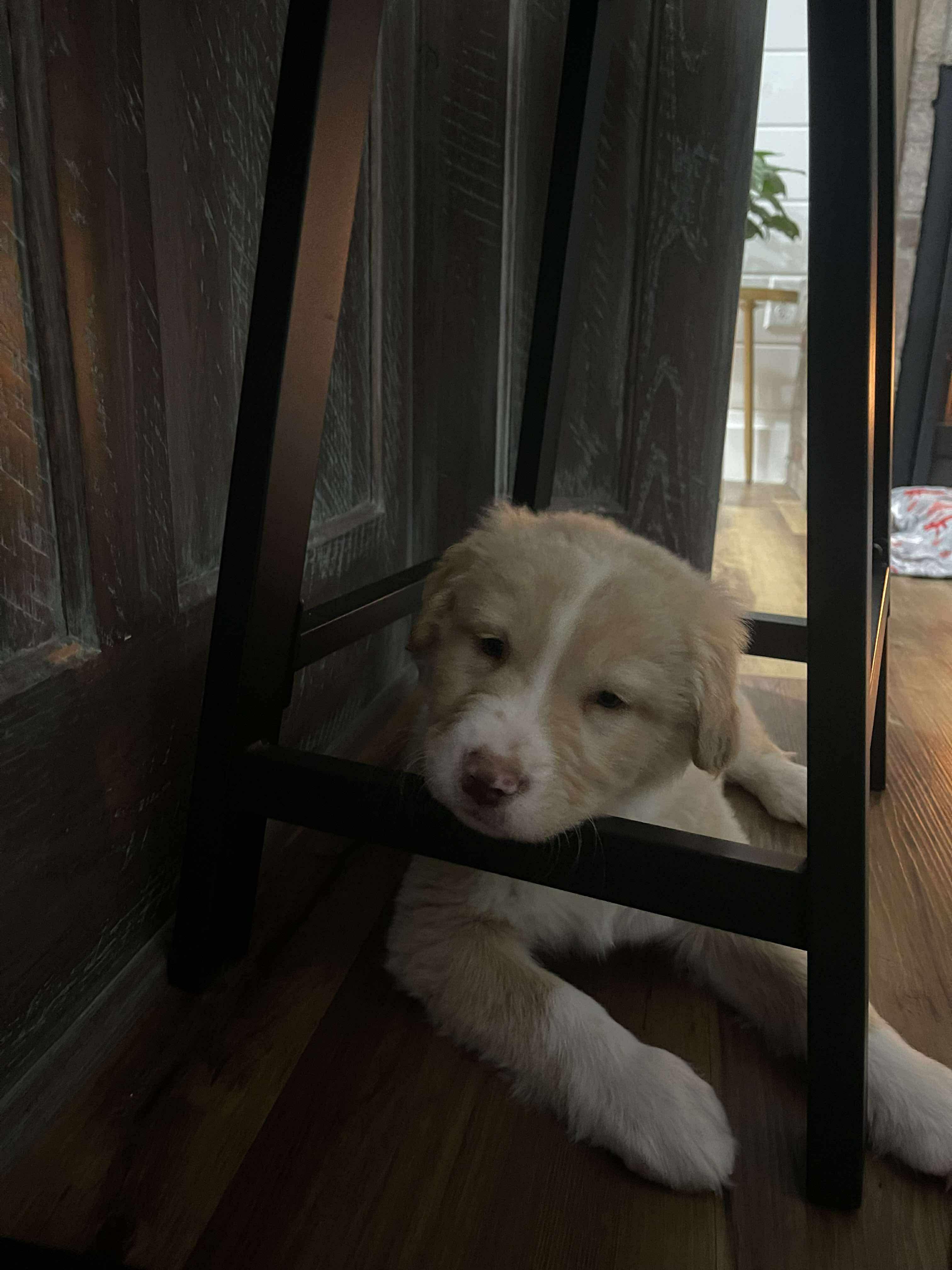 Teddy Ruxpin thumbnail 4