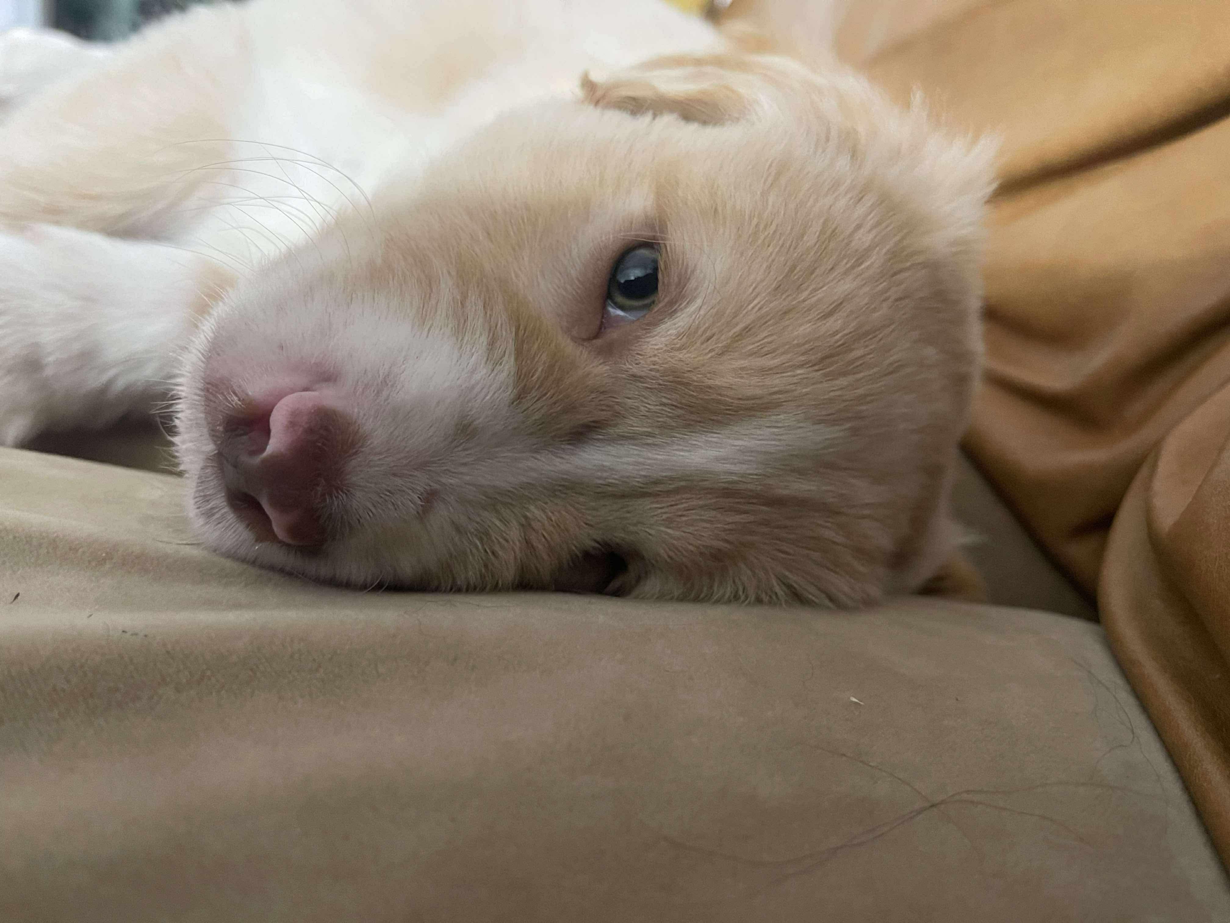 Teddy Ruxpin thumbnail 6