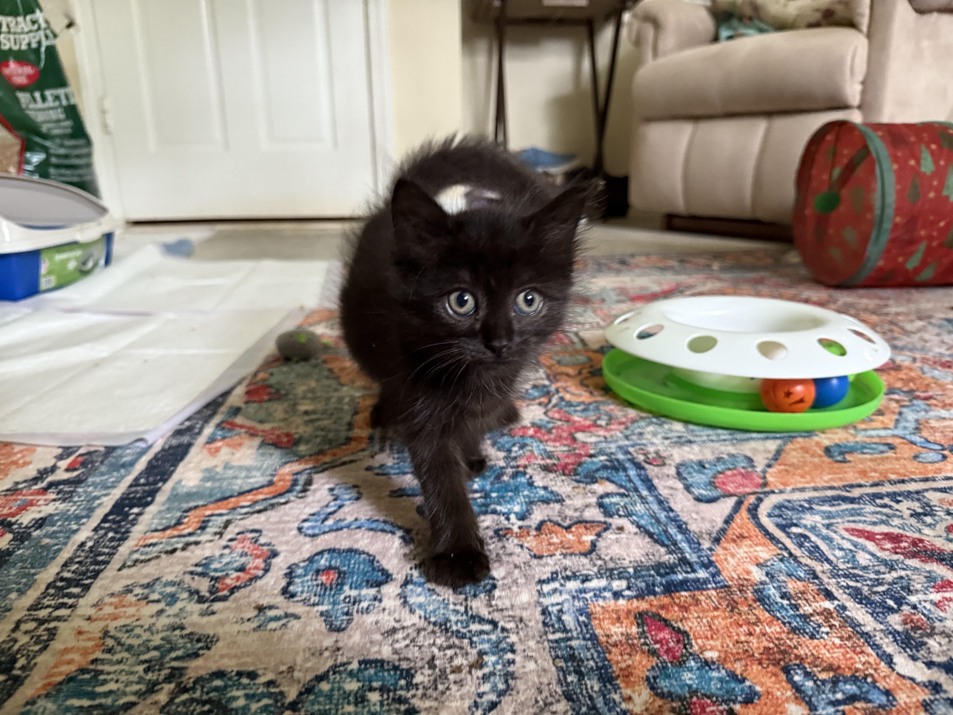 Poohbear, Baby Male Calico