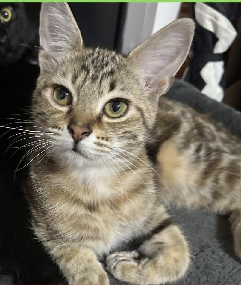 Enlarge Twinkle, a Adoptable Domestic Medium Hair in Anderson , SC image 1/6