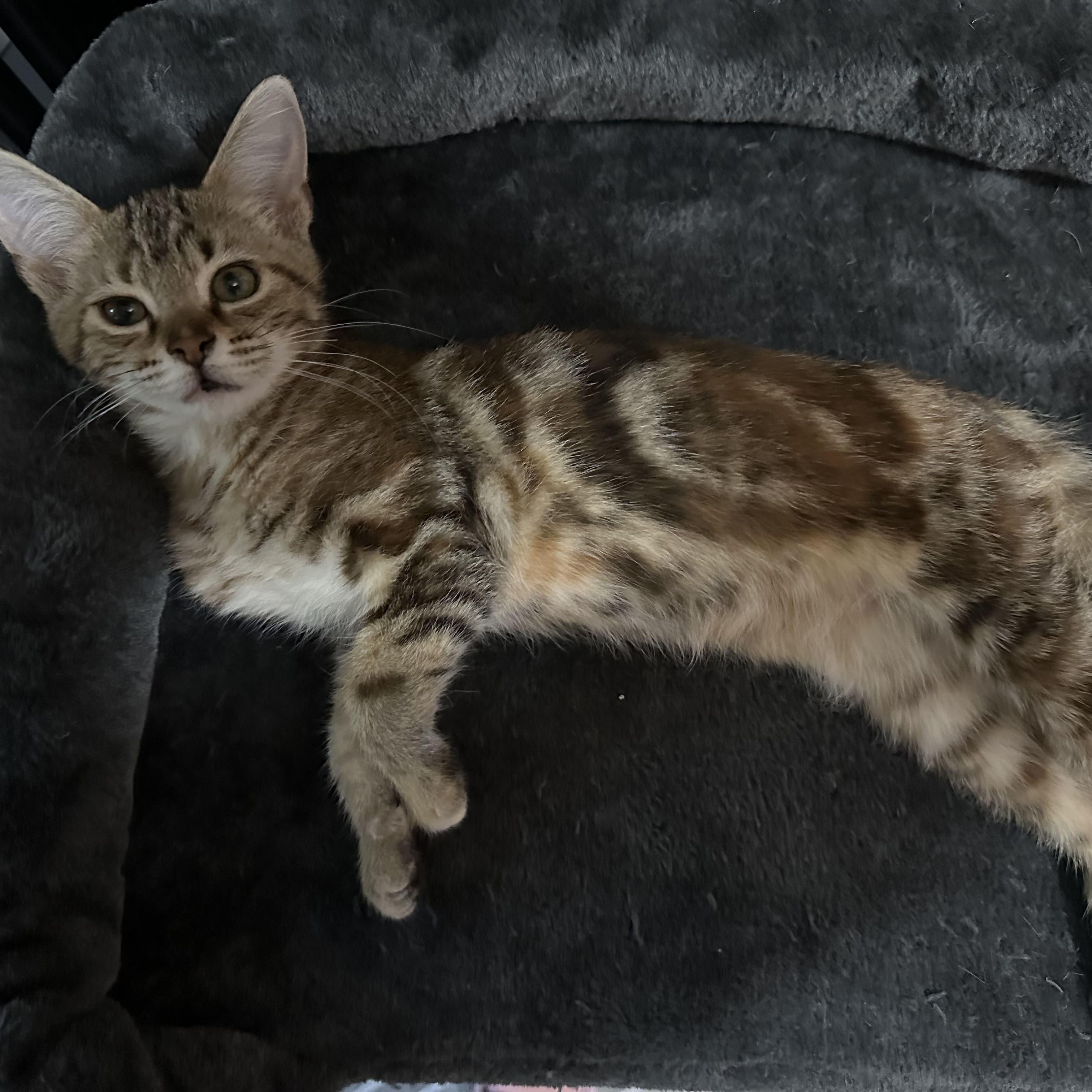 Enlarge Twinkle, a Adoptable Domestic Medium Hair in Anderson , SC image 1/4