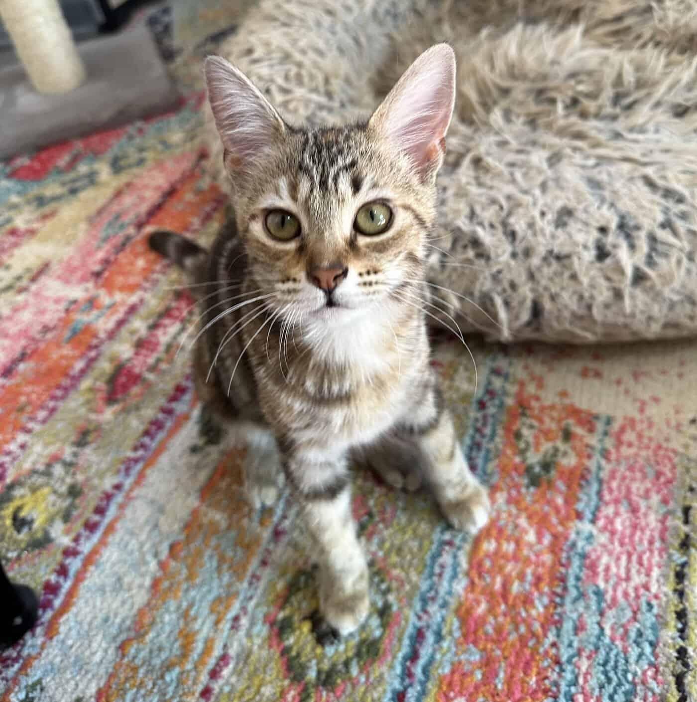 Enlarge Twinkle, a Adoptable Domestic Medium Hair in Anderson , SC image 6/6