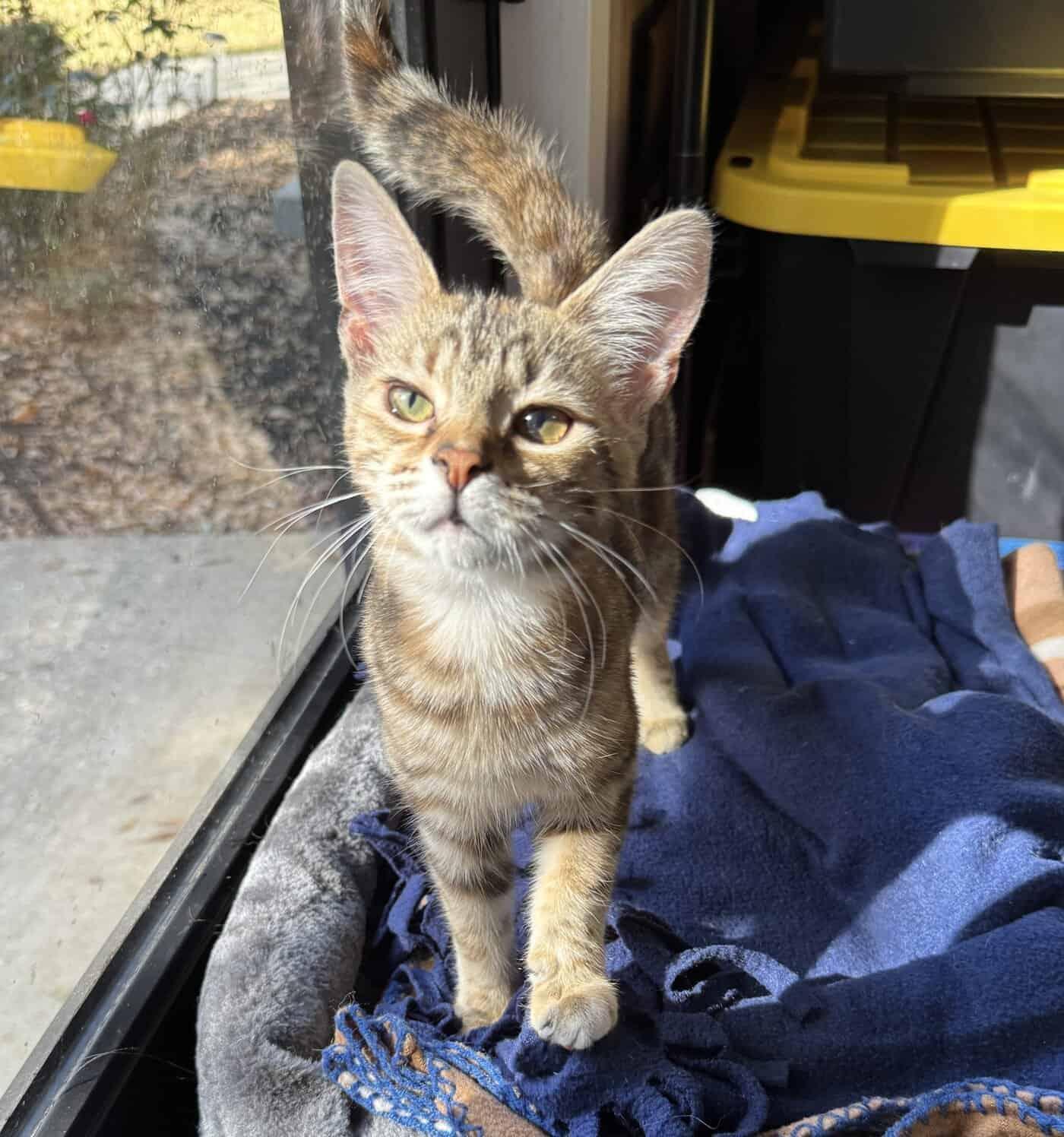 Enlarge Twinkle, a Adoptable Domestic Medium Hair in Anderson , SC image 1/6