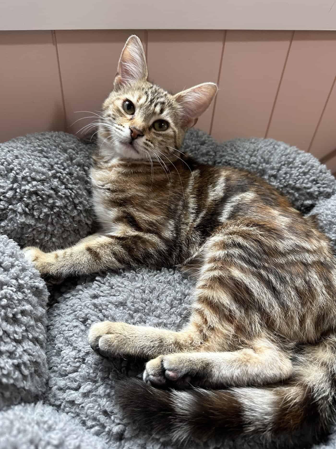 Twinkle, Adoptable, Kitten Female Domestic Medium Hair.