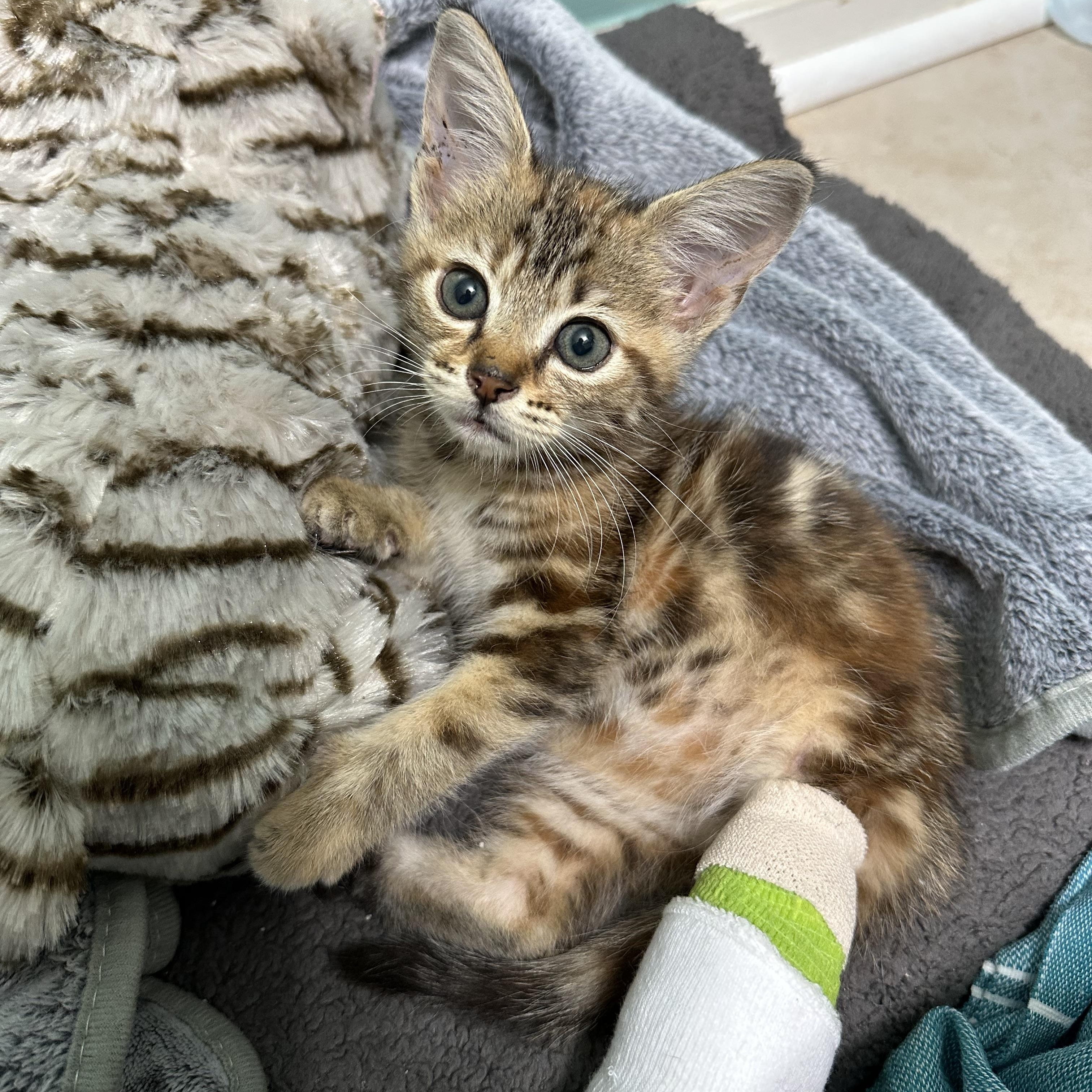 Enlarge Twinkle, a Adoptable Domestic Medium Hair in Anderson , SC image 2/4