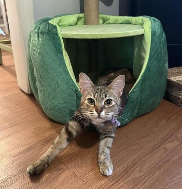 Twinkle, a Adoptable Domestic Medium Hair in Anderson , SC image 5/6