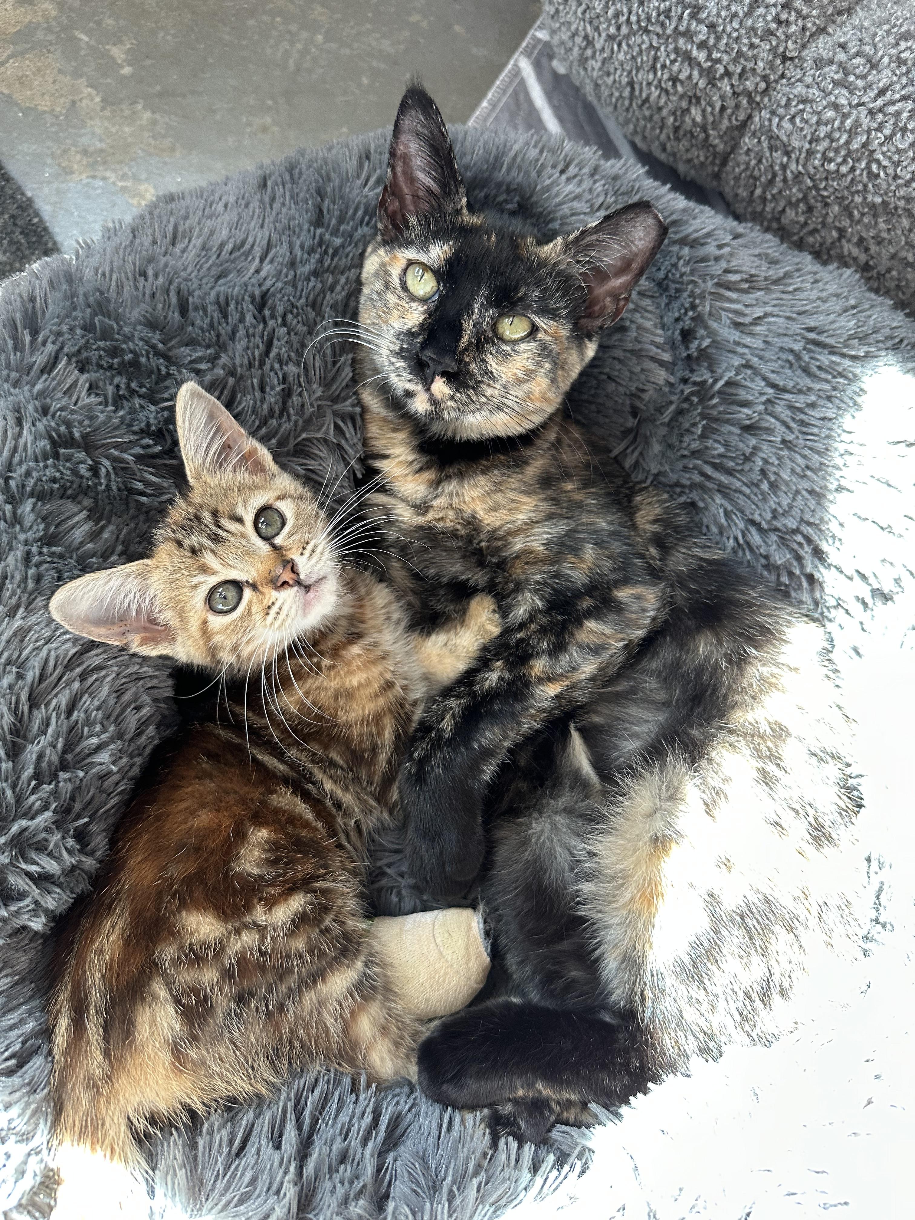 Enlarge Twinkle, a Adoptable Domestic Medium Hair in Anderson , SC image 4/4