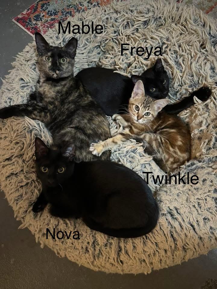 Enlarge Twinkle, a Adoptable Domestic Medium Hair in Anderson , SC image 3/4