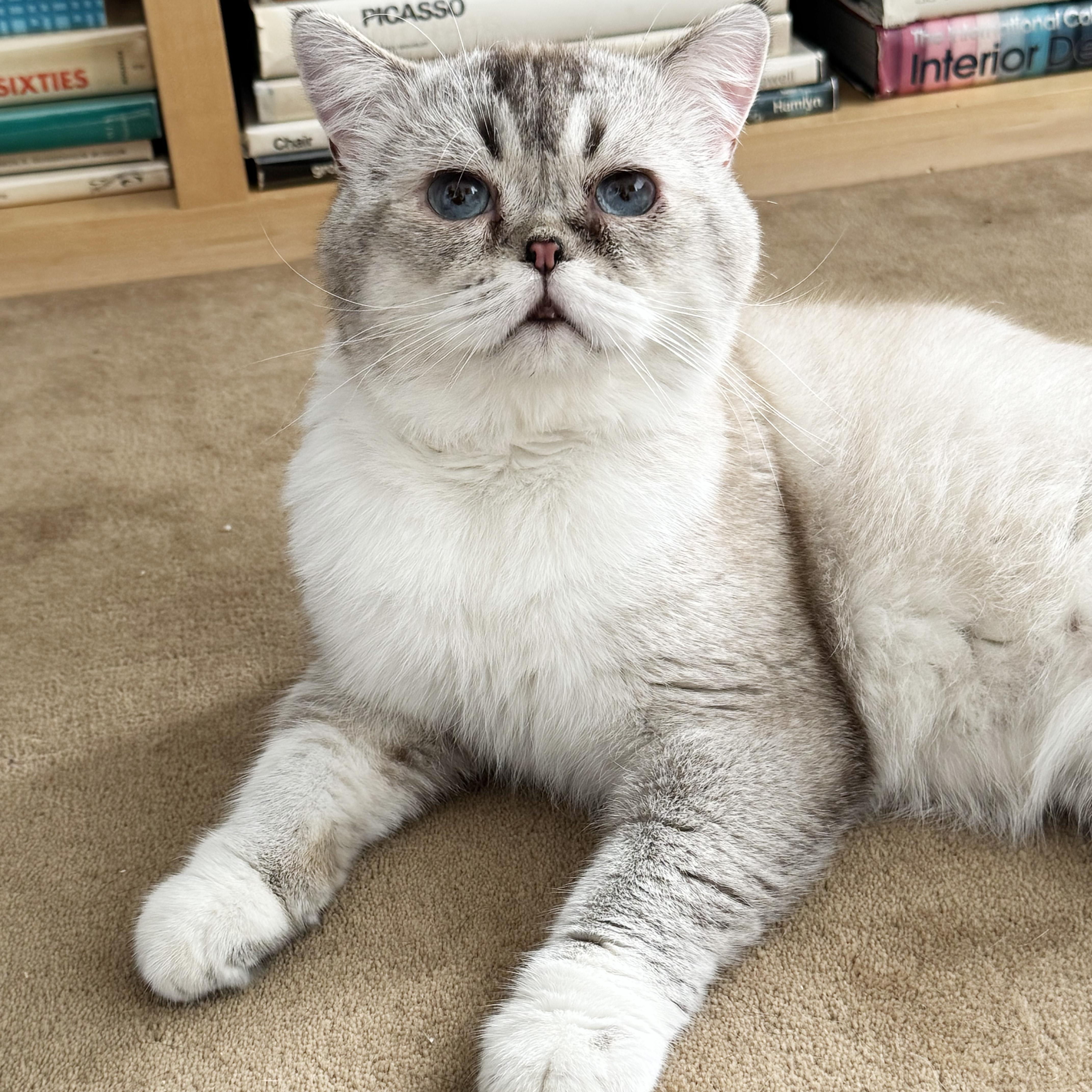 Enlarge Carme, a Adoptable British Shorthair in BROOKLYN, NY image 1/6