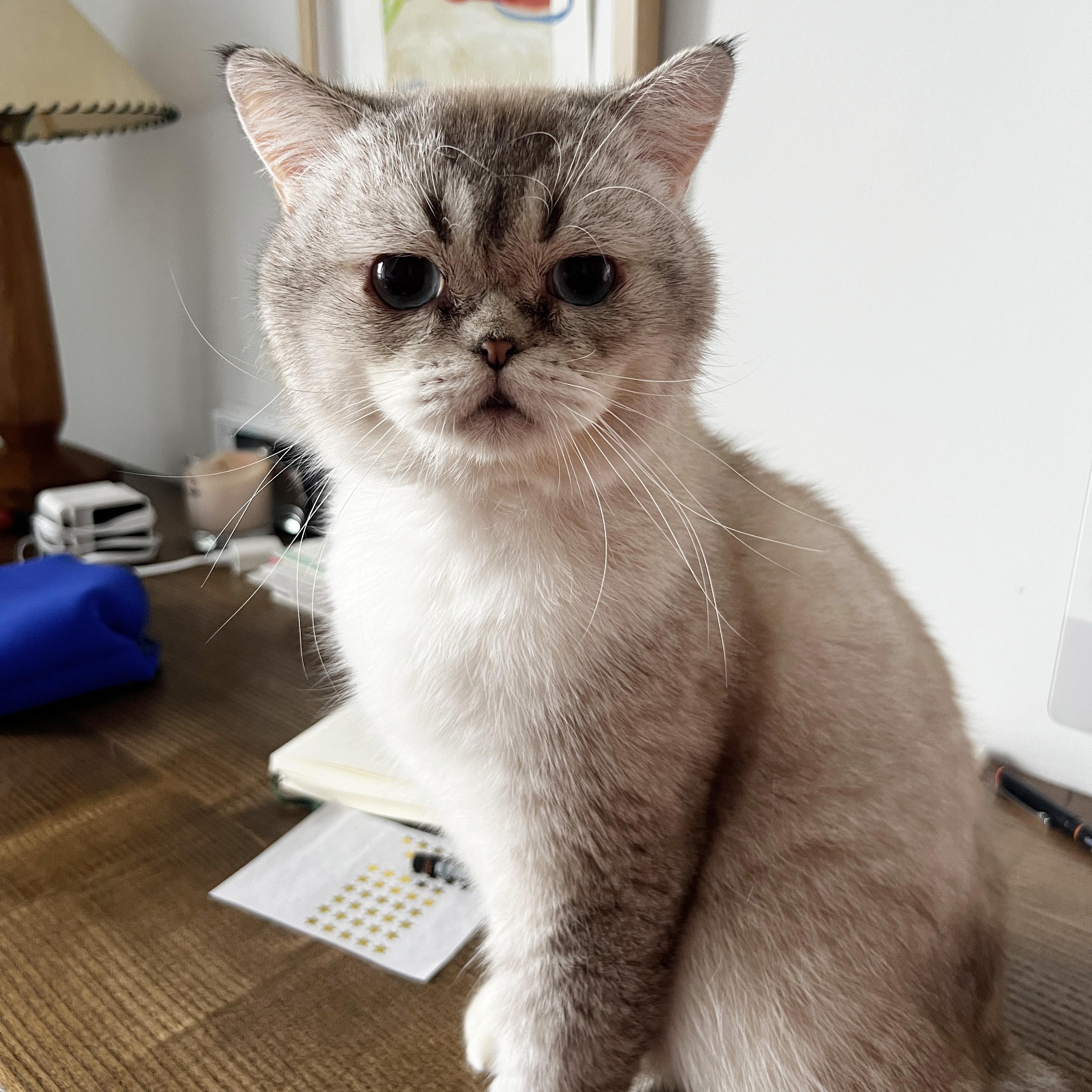 Enlarge Carme, a Adoptable British Shorthair in BROOKLYN, NY image 6/6