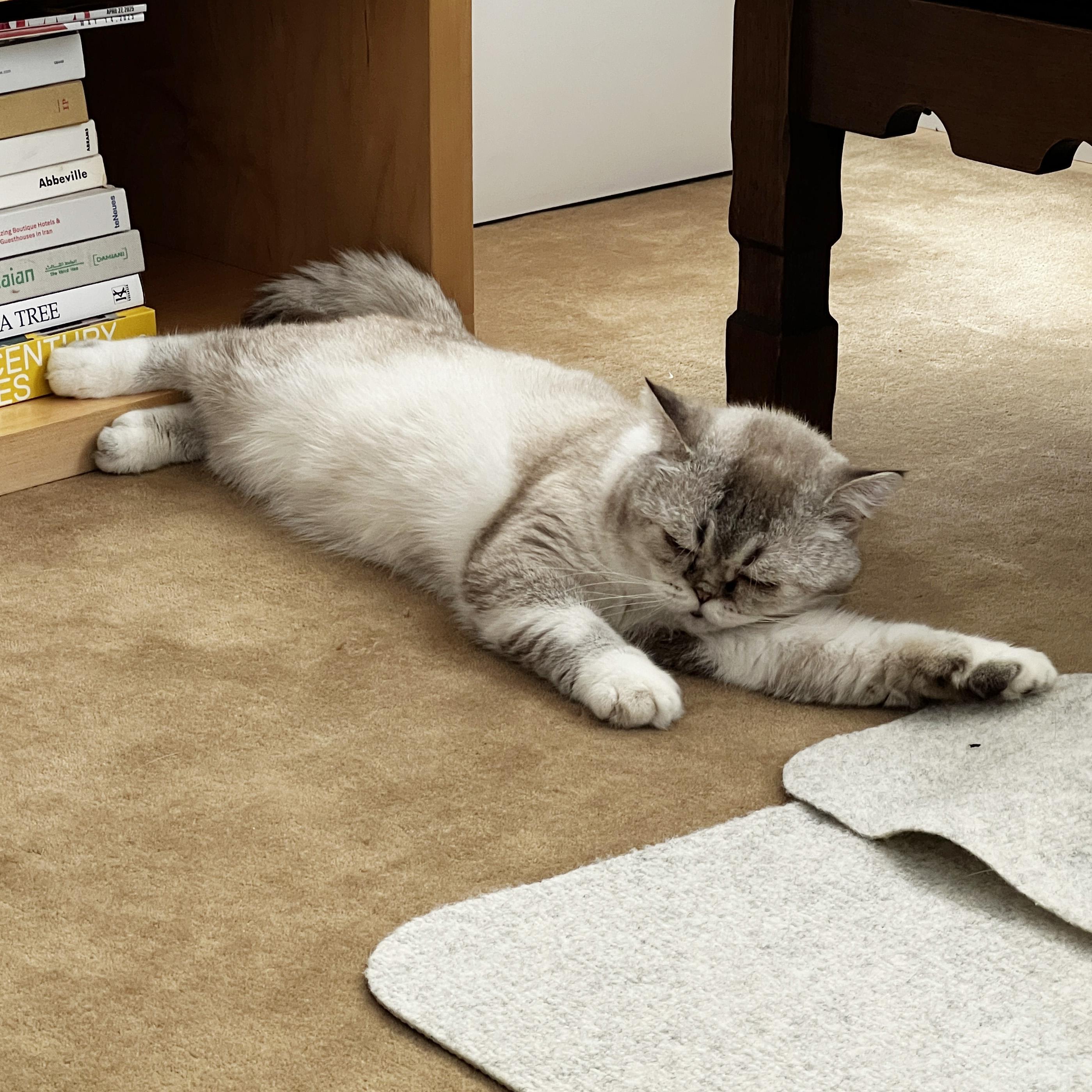 Enlarge Carme, a Adoptable British Shorthair in BROOKLYN, NY image 5/6