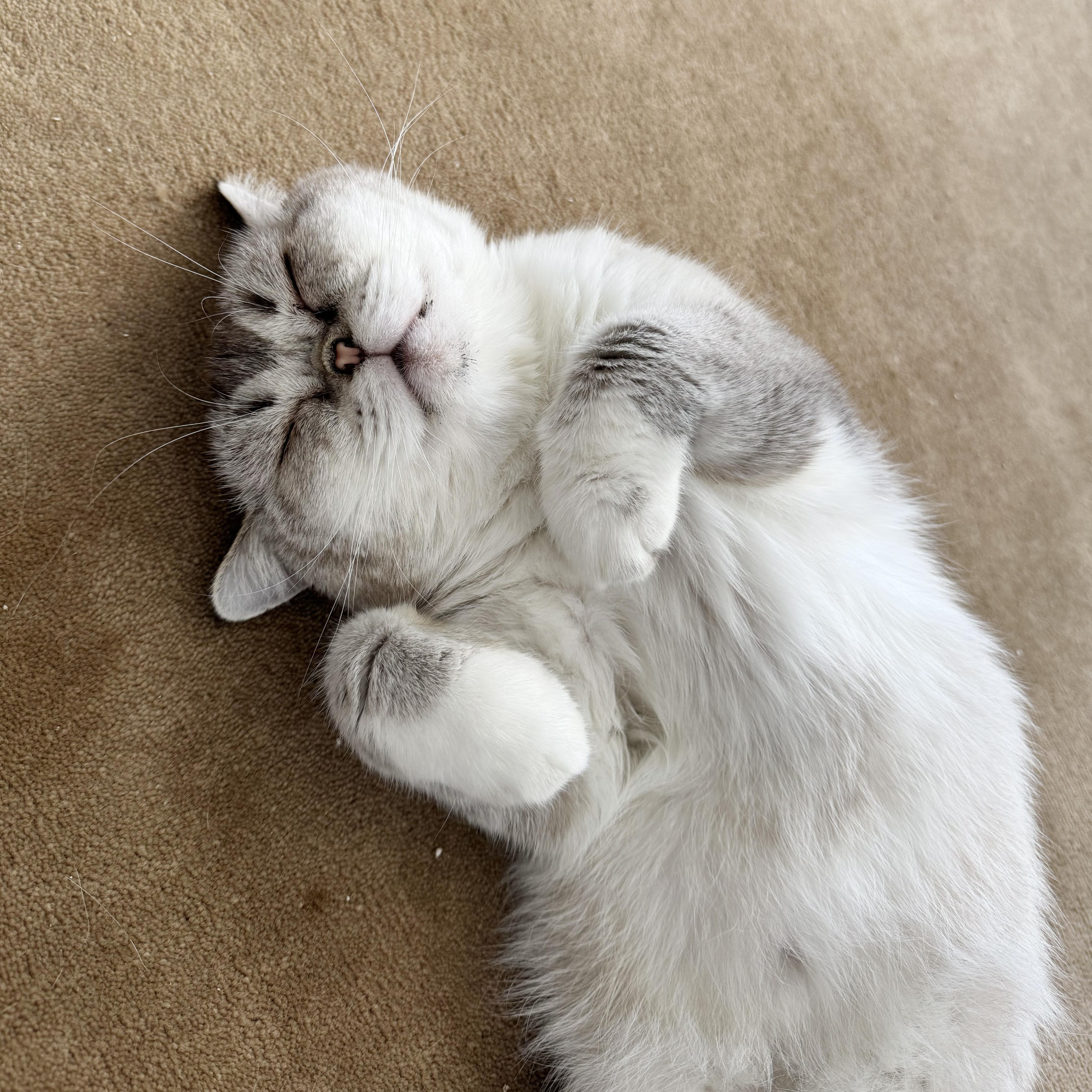 Enlarge Carme, a Adoptable British Shorthair in BROOKLYN, NY image 2/6