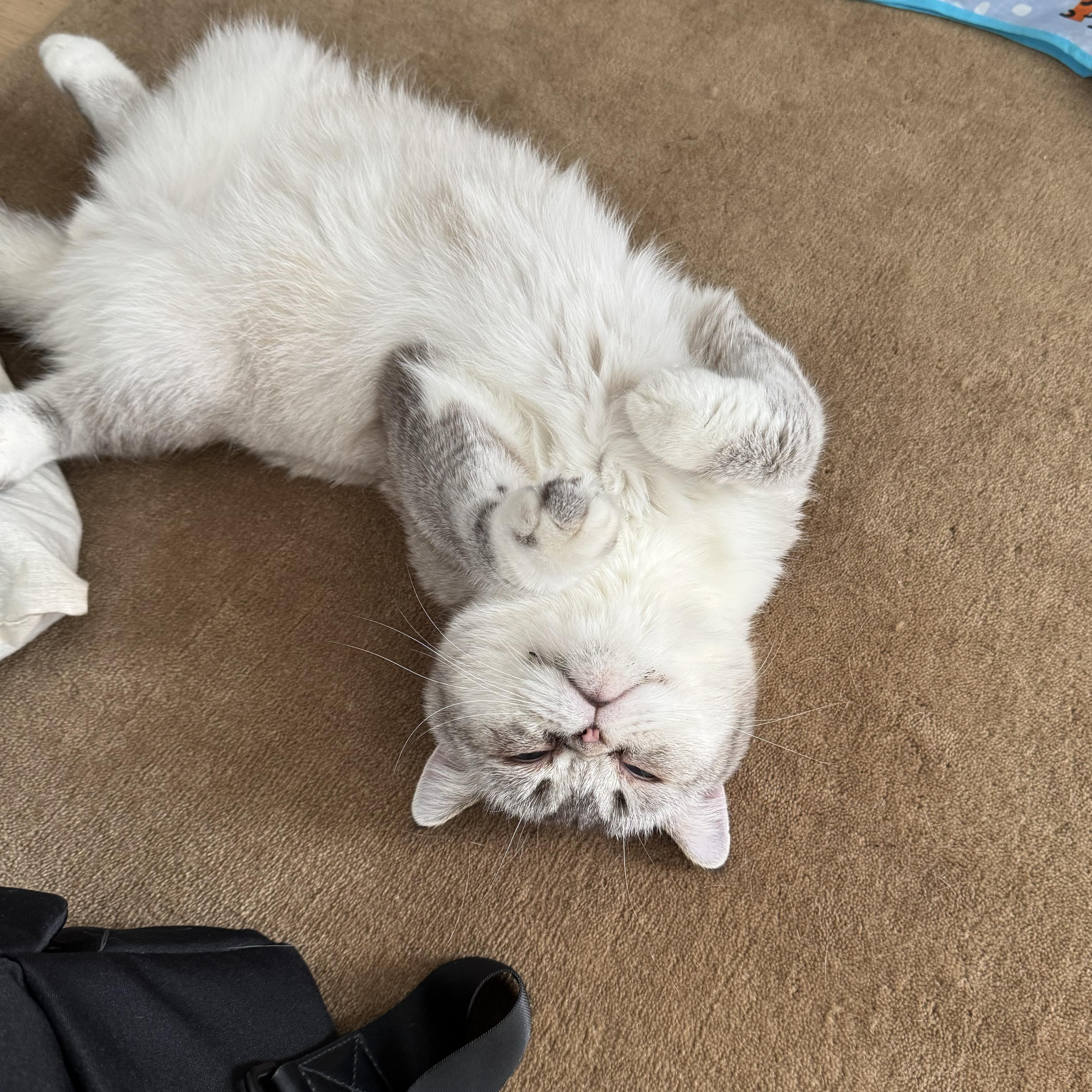 Enlarge Carme, a Adoptable British Shorthair in BROOKLYN, NY image 4/6