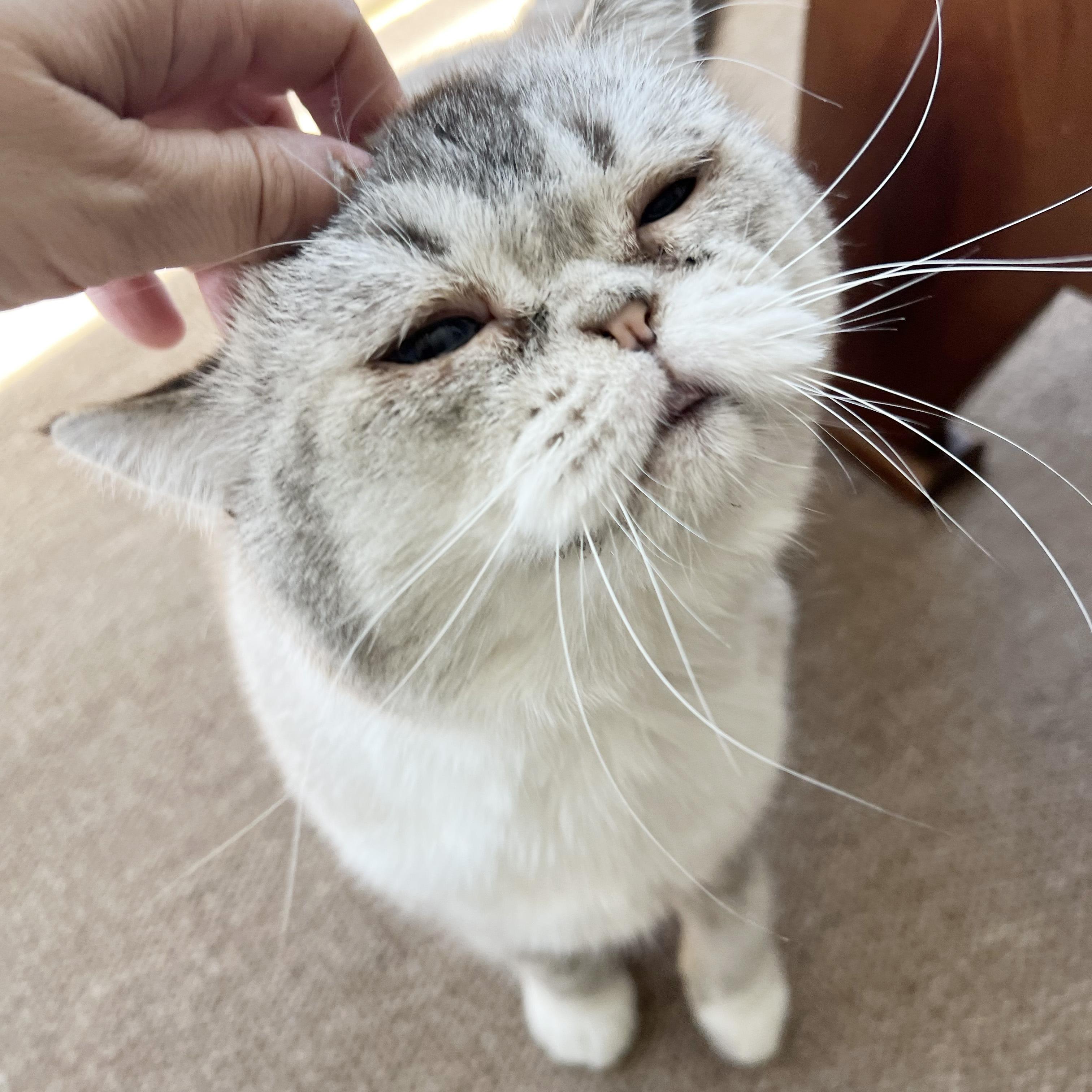 Enlarge Carme, a Adoptable British Shorthair in BROOKLYN, NY image 3/6